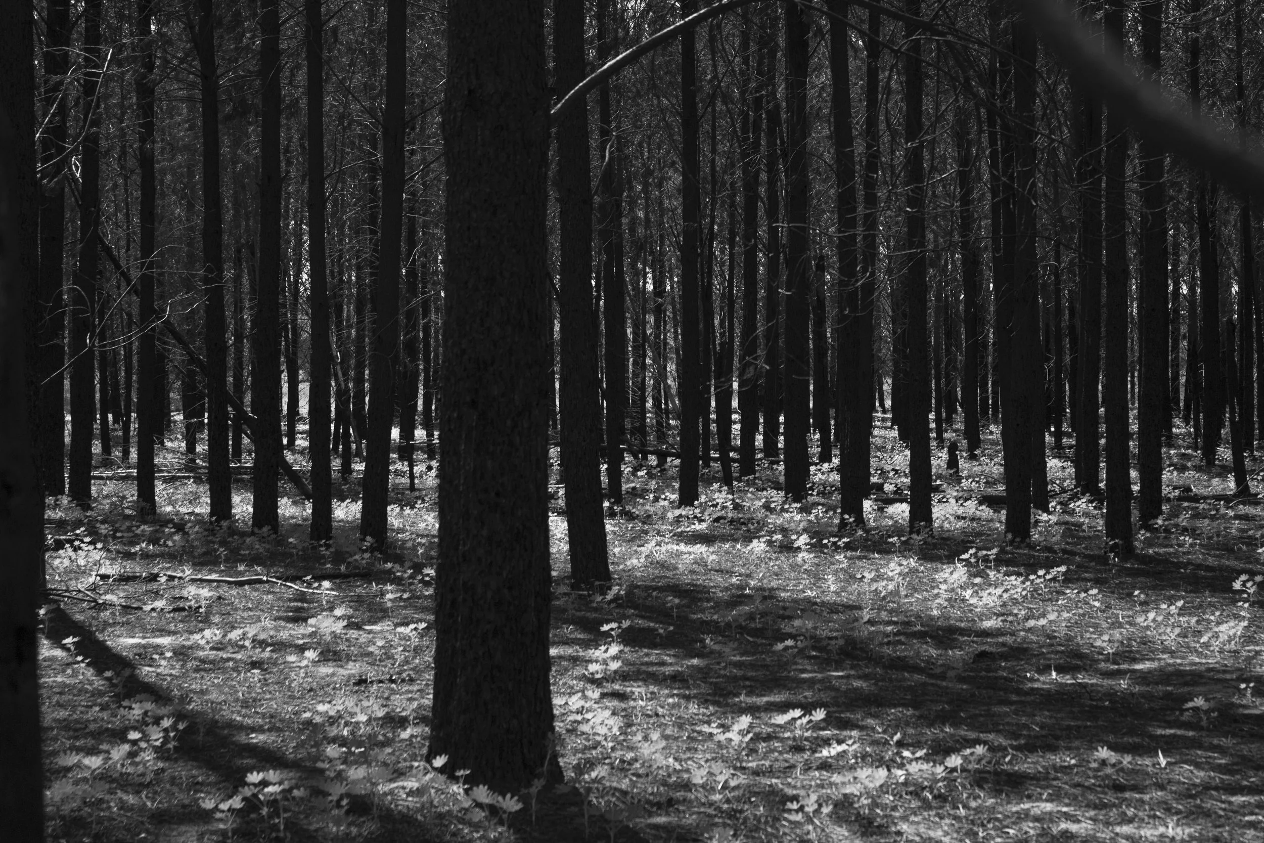 Pine Trees