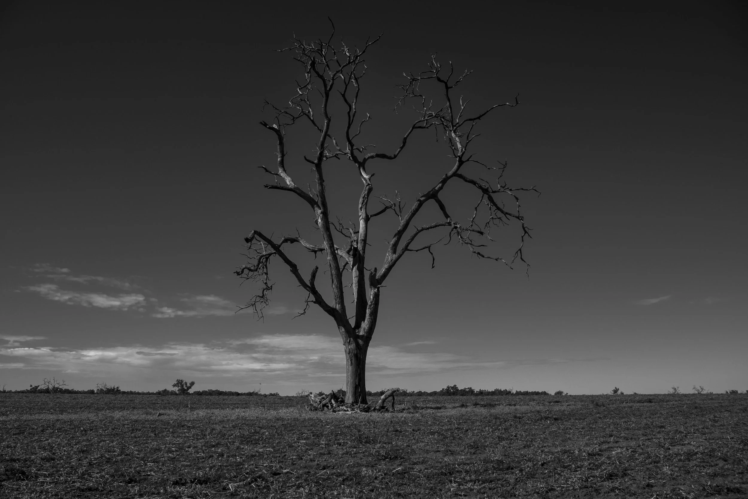 Lone Tree 