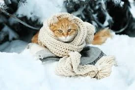 A ginger cat wearing a knitted sweater lying on snow with a snow-covered pine tree in the background.