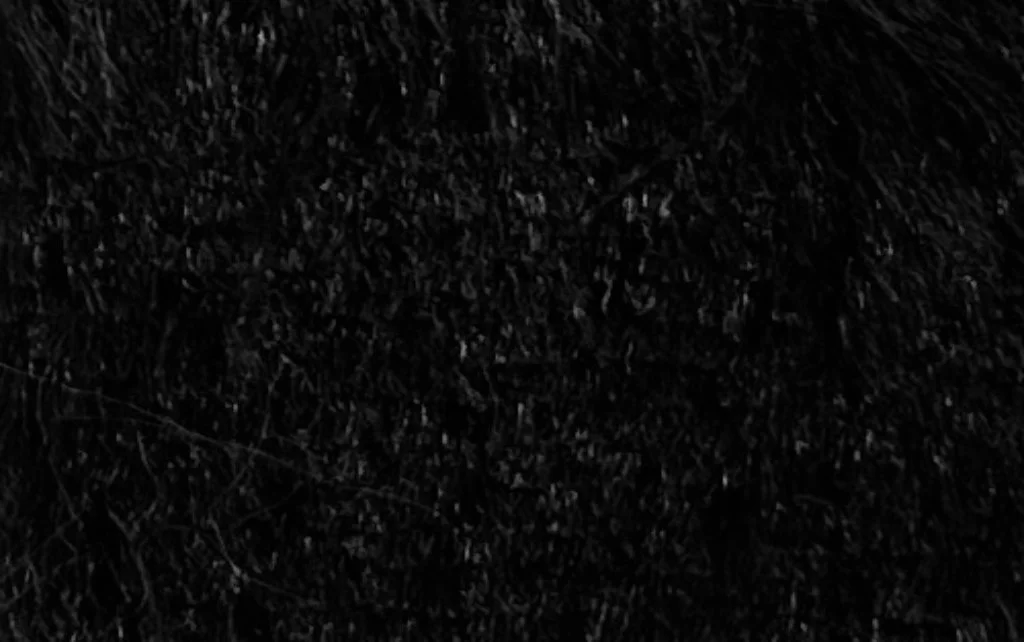 Pelo Corto Negro