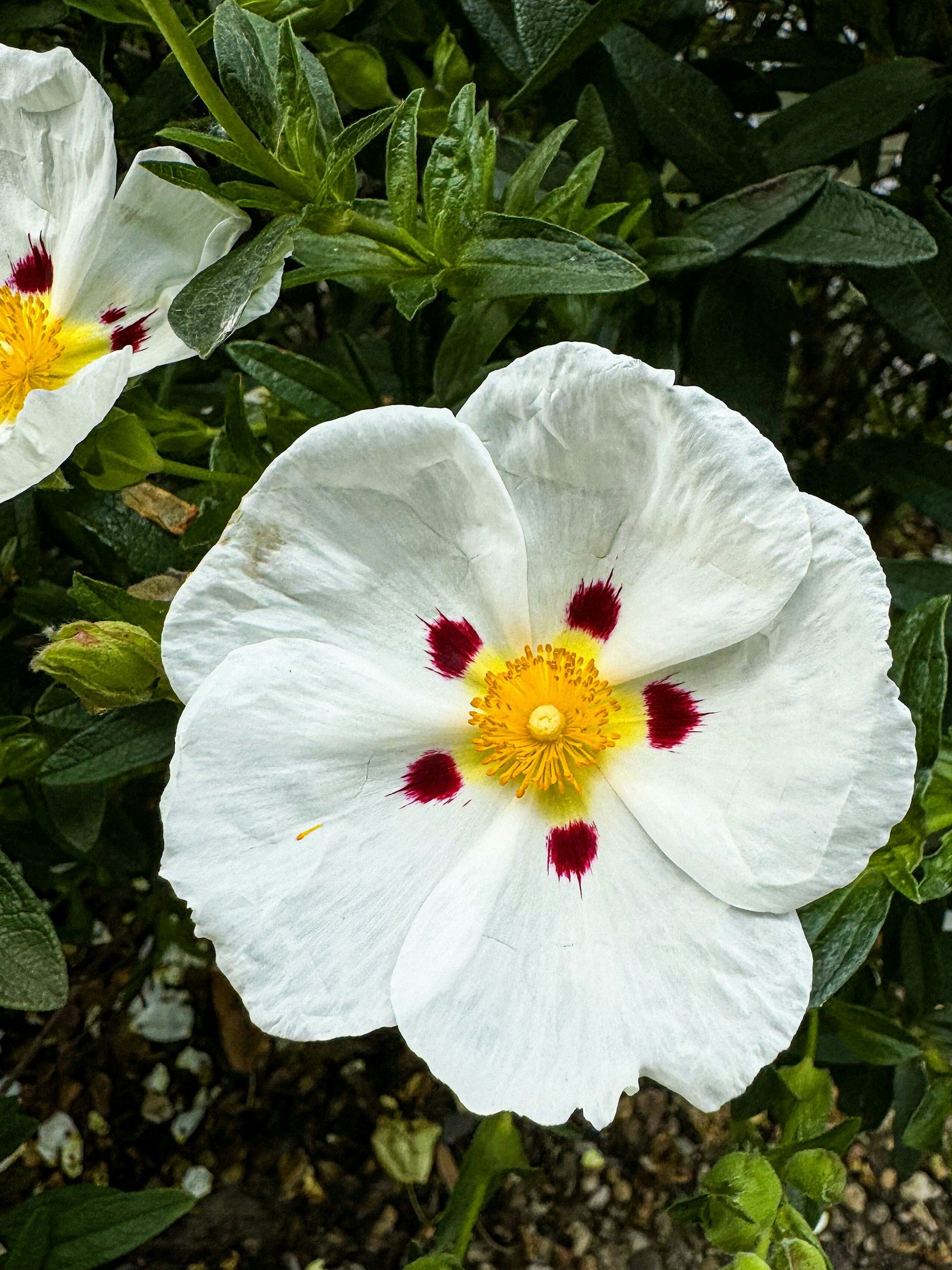 A white flower with red-spotted yellow center surrounded by green leaves.
