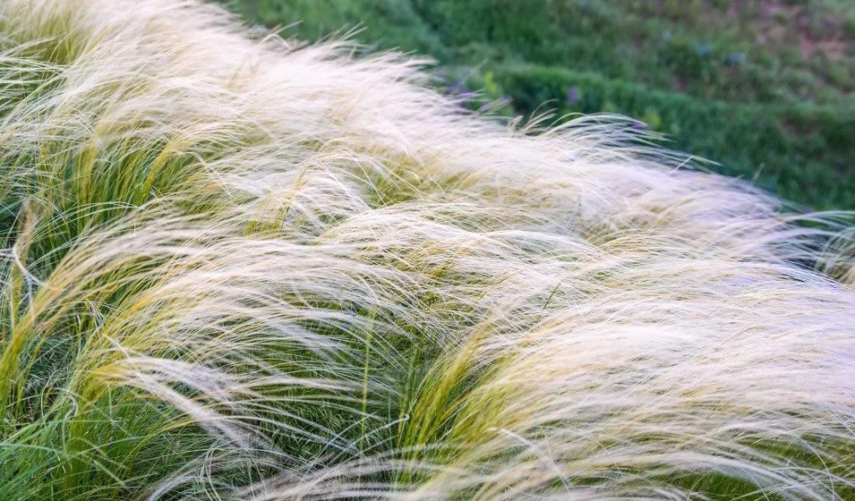 Close-up of ornamental grass with long, thin, wispy blades swaying in the wind, against a green garden background.