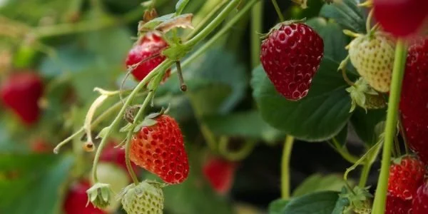 Close-up of ripe and unripe strawberries growing on a plant among green leaves.