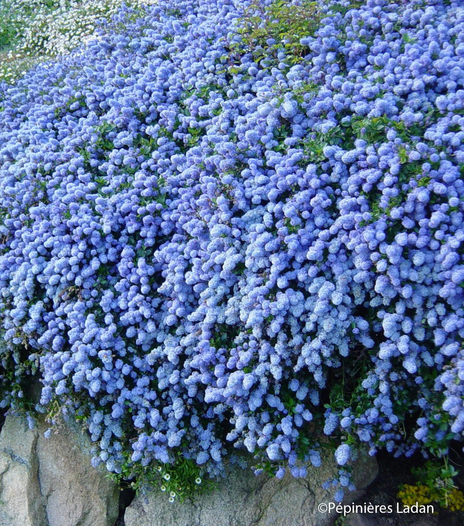 A large cluster of blue and purple flowers covering a bush with some green leaves visible. The surface beneath the plant appears to be rocky or concrete.