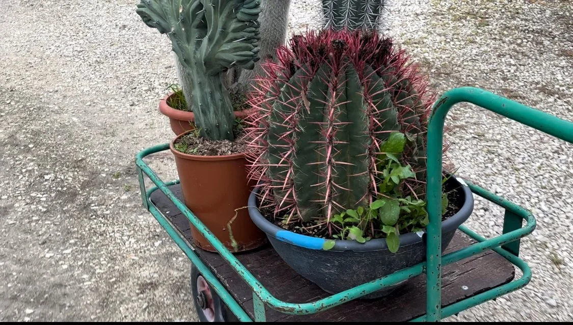 Potted cacti on a green wagon with a wooden base, placed on gravel ground.