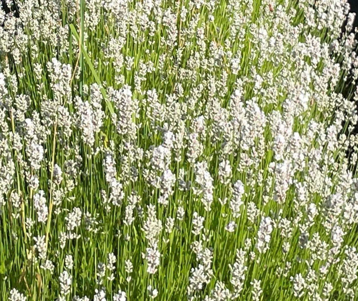 Field of lavender flowers with tall green stems and small white blossoms.