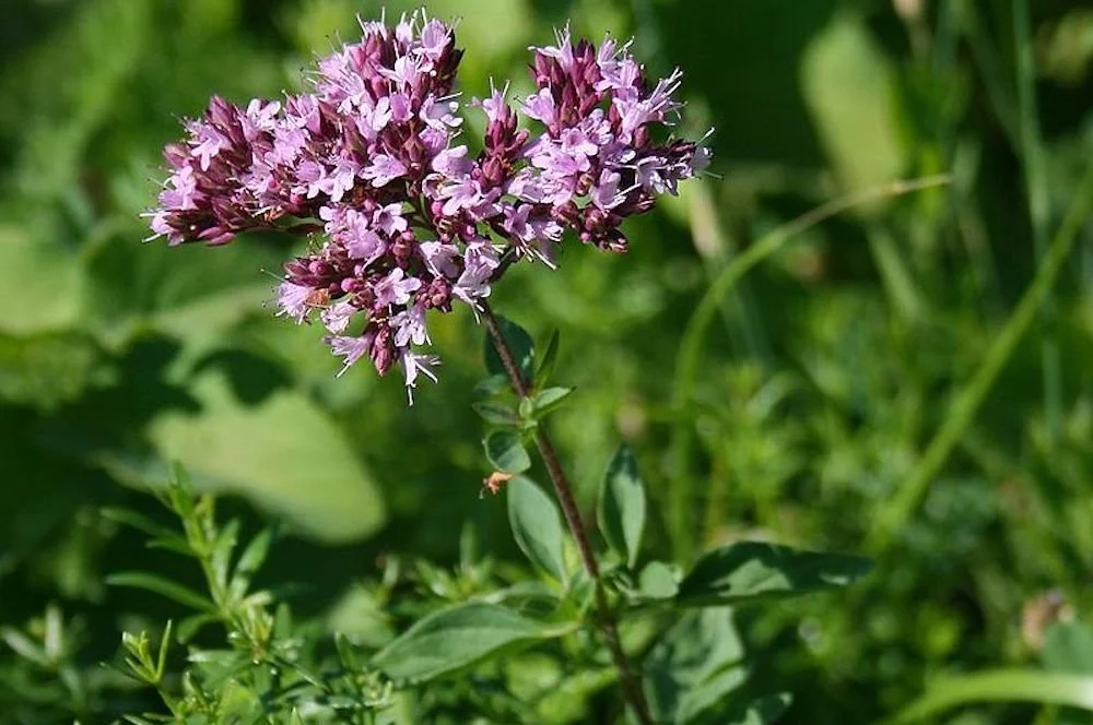 Close-up of a purple flower with multiple small blossoms on a green stem, surrounded by green foliage.
