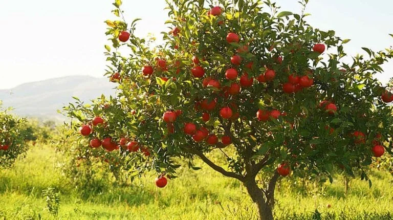 An apple tree with red apples growing on its branches in an orchard.