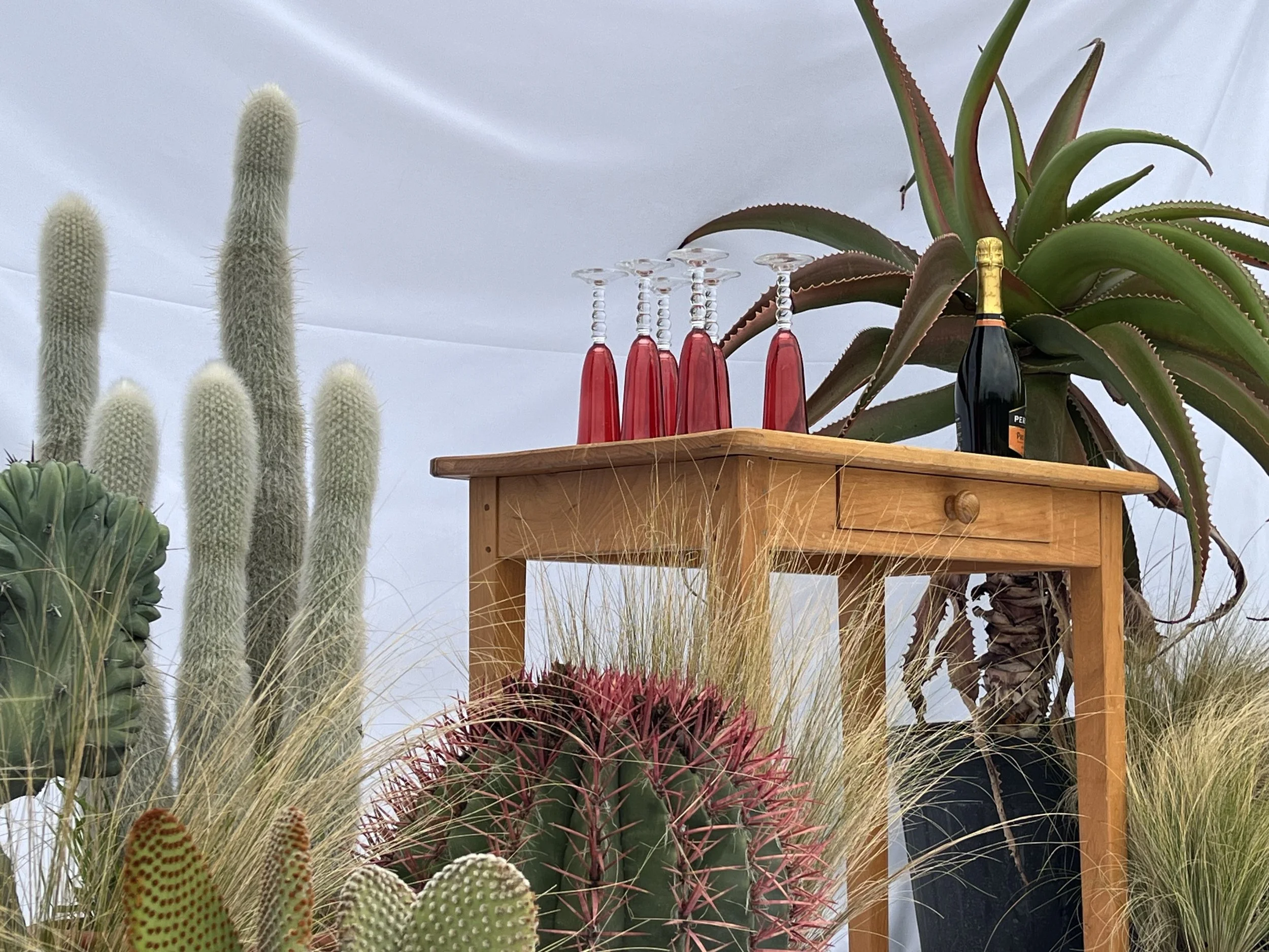 A wooden table with a small bottle of champagne and four pink champagne flutes on top, surrounded by tall cacti and succulents in a desert-themed setting.