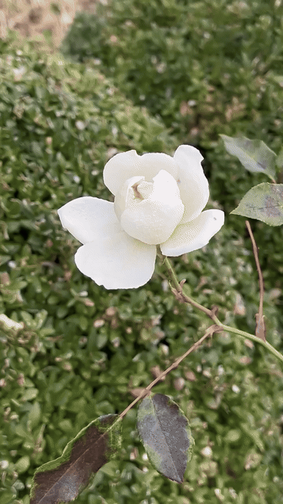 A white flower blooming on a thin green stem, surrounded by green and mottled leaves, with a background of blurred green shrubbery.