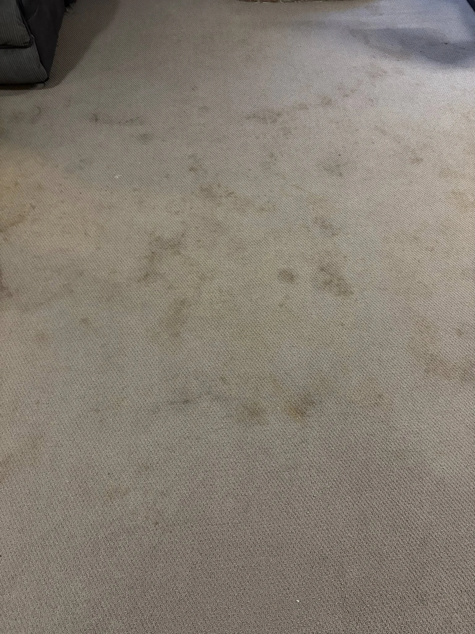 "Before" carpet from one of our Bond Cleans