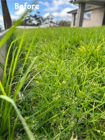 Overgrown lawn before our Lawn Mowing Services