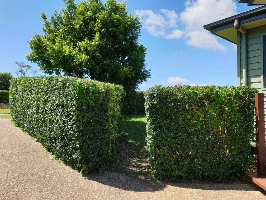 We do hedge trimming