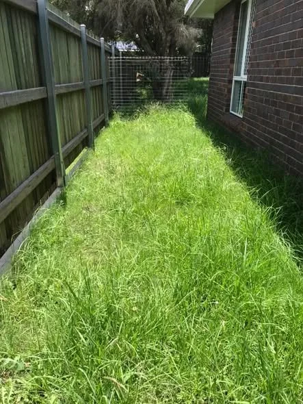 Overgrown lawn before our Lawn Mowing Services