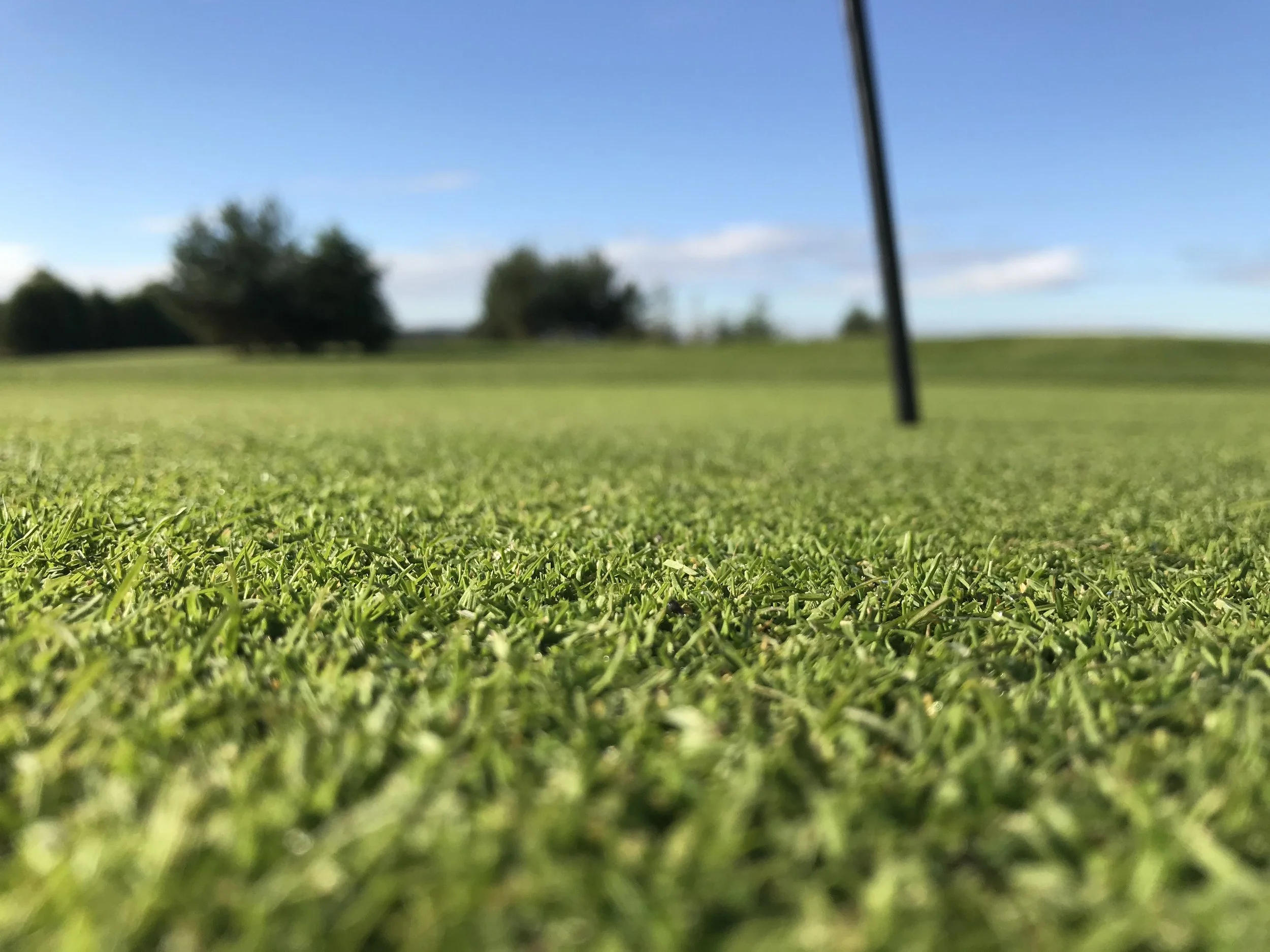 Smooth Grass on out golf course