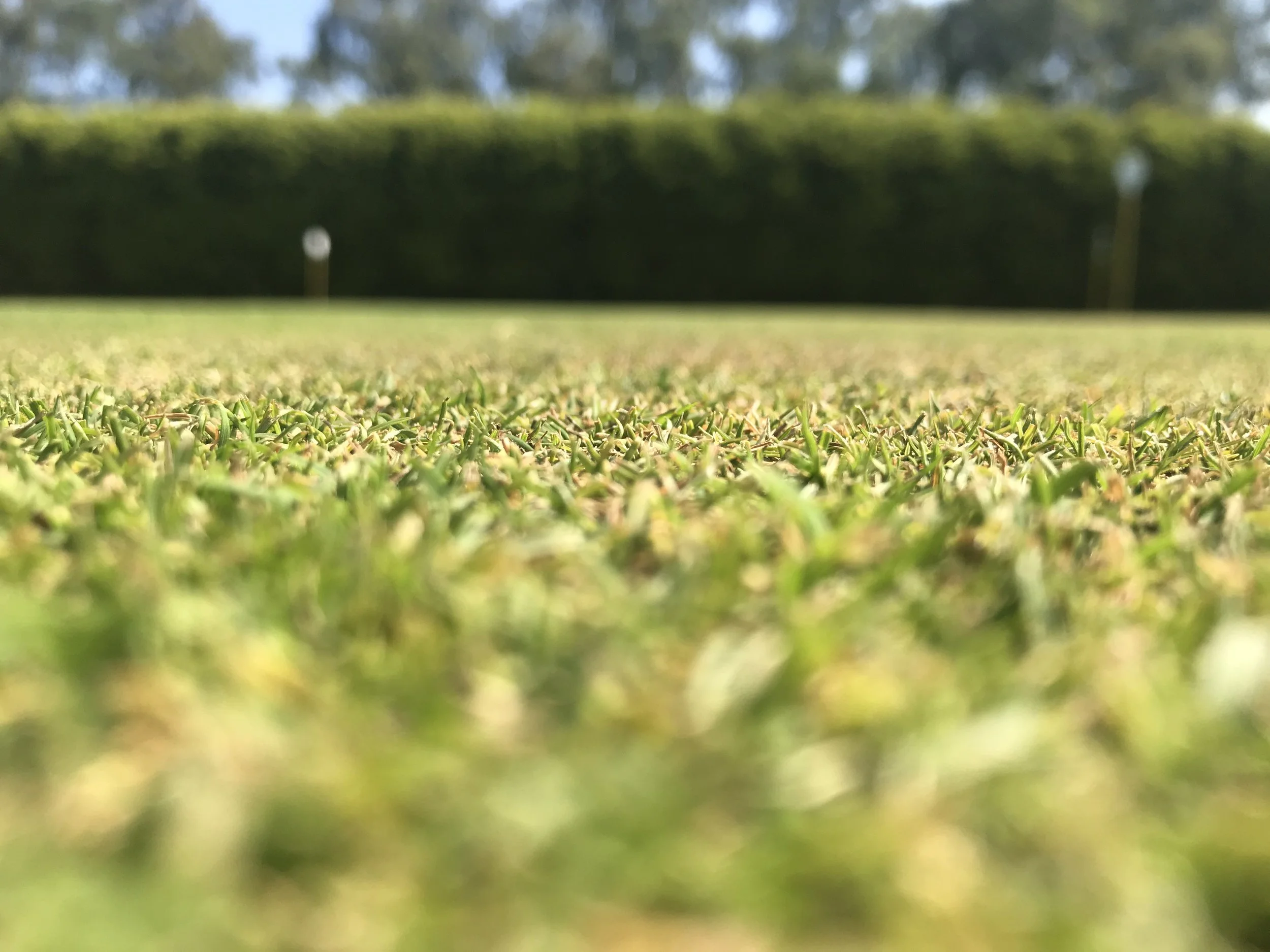 Close-up view of a well-maintained grass putting field with a hedge and trees in the background.