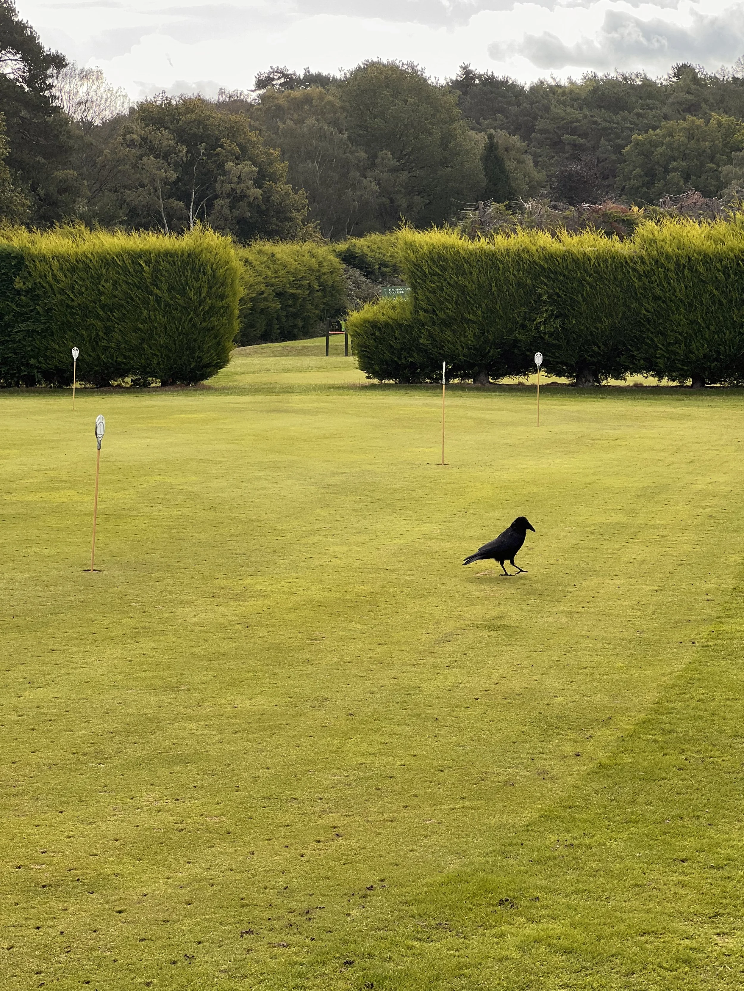 Local Wildlife visiting our putting greens
