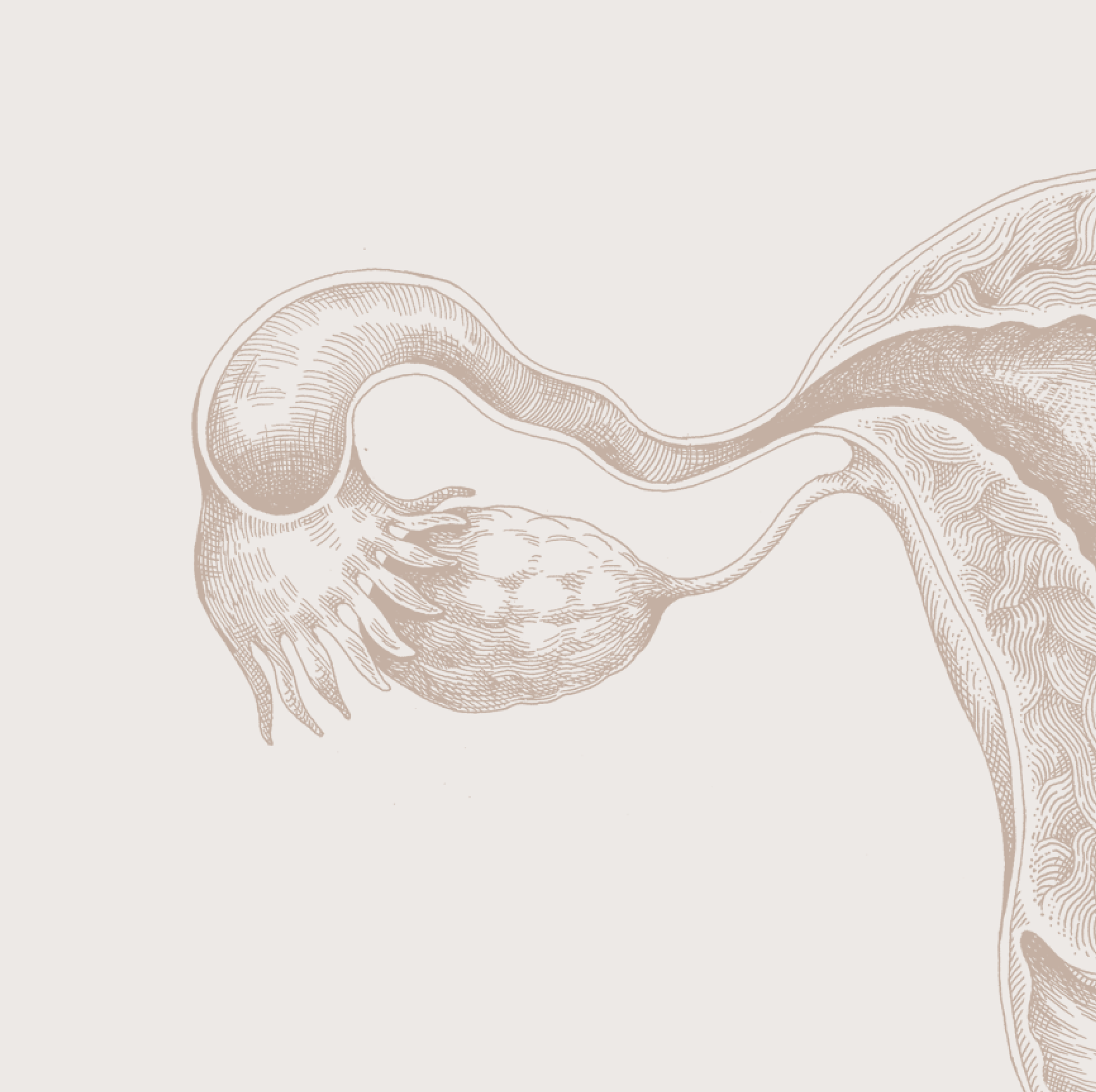 hertility Tile 2.png