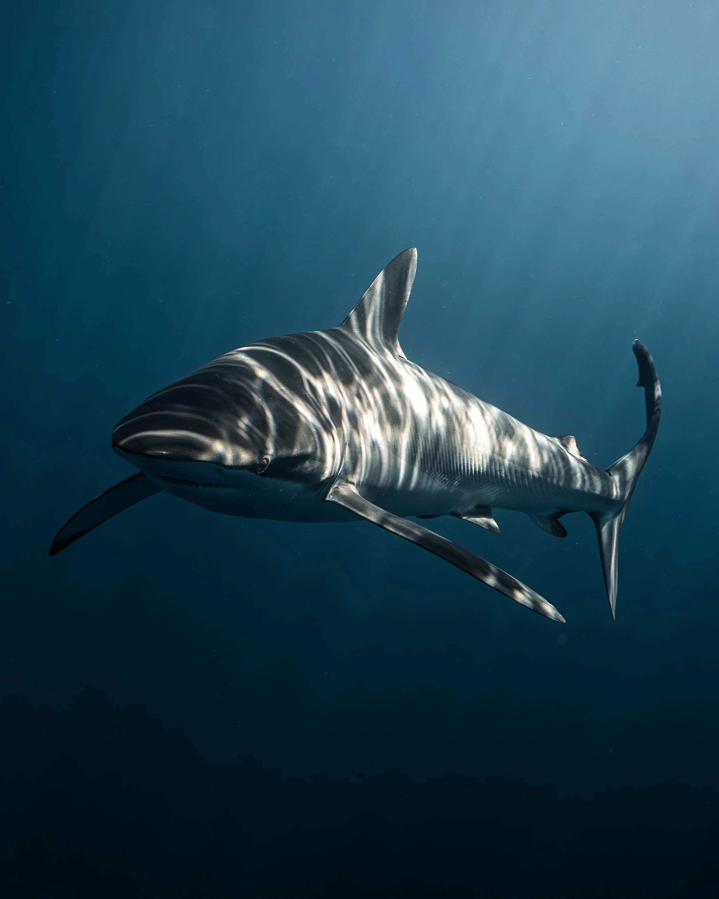 Close-up of a silky shark swimming underwater