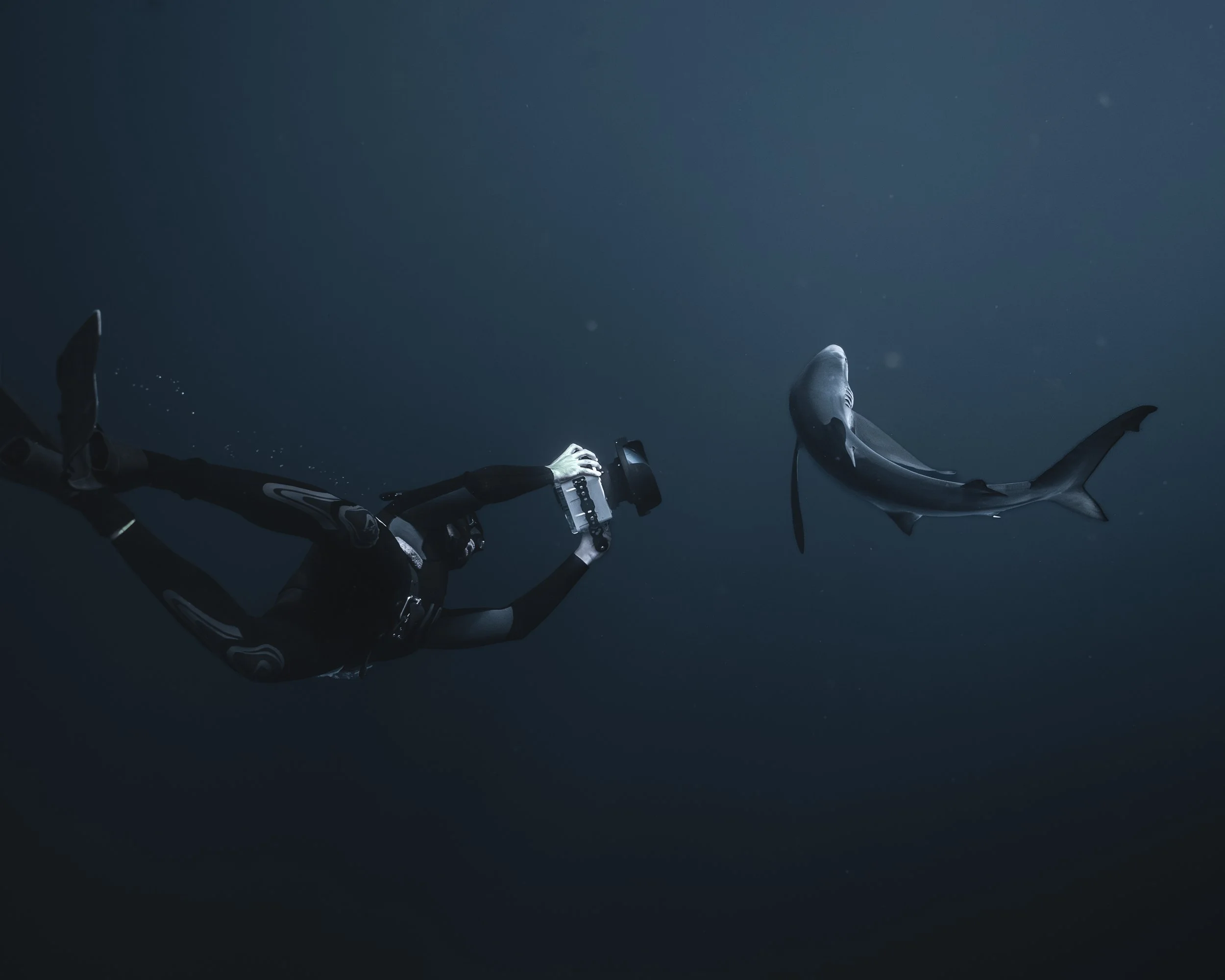 Freediver photographing a blue shark underwater in La Ventana
