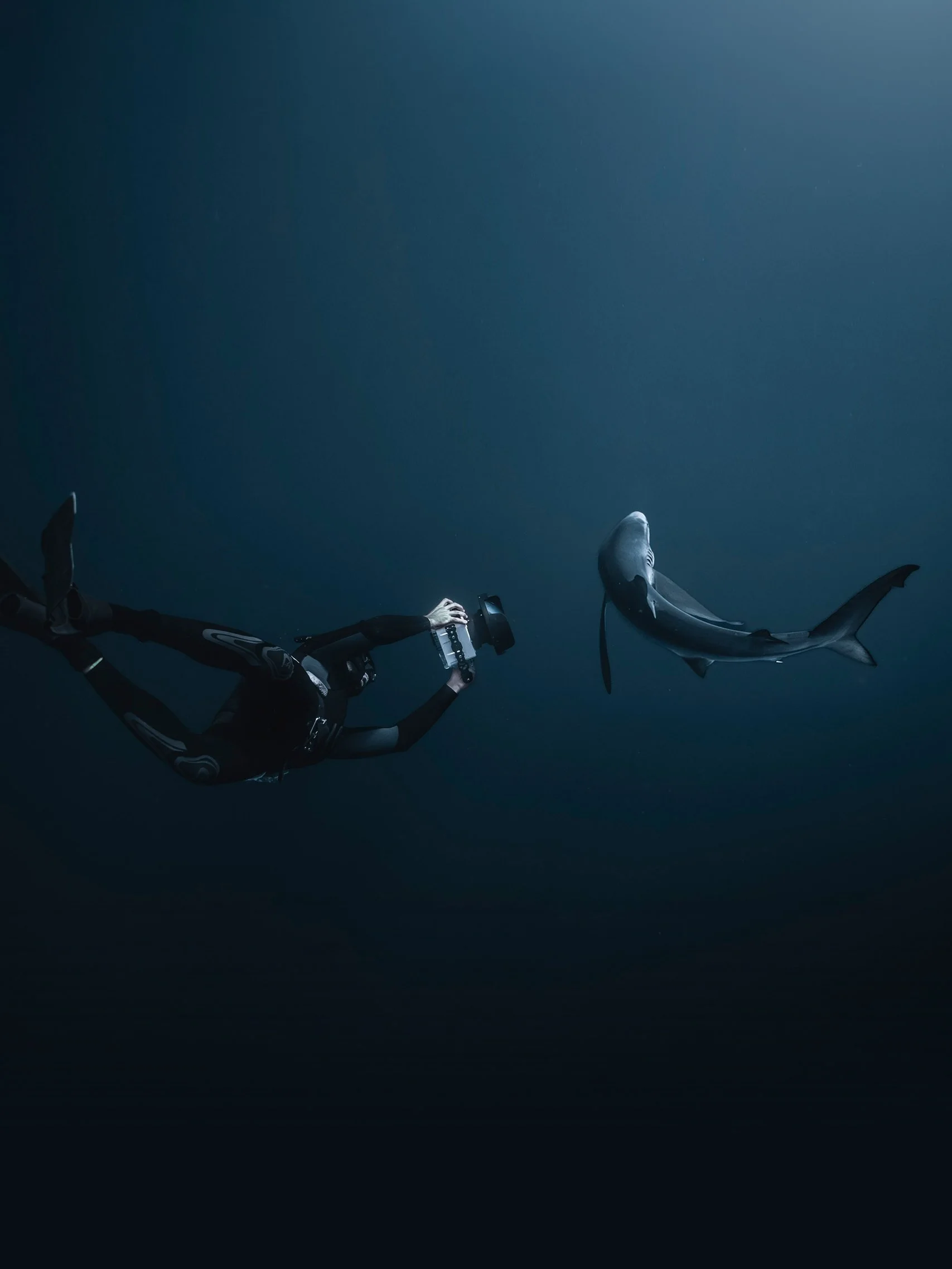 Scuba diver photographing a shark underwater in Cabo San Lucas
