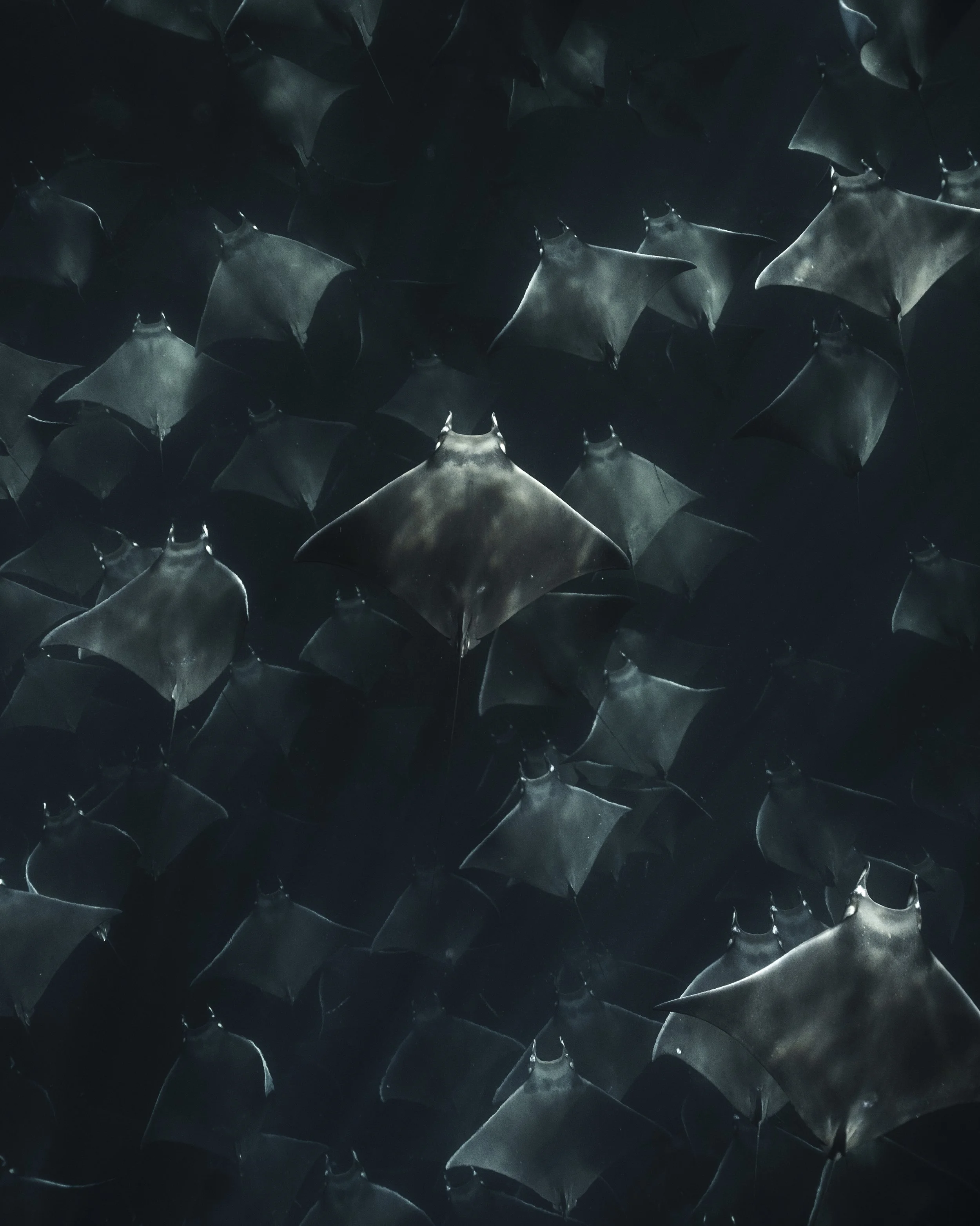 La Ventana Ocean Safari - Day Tour Deposit