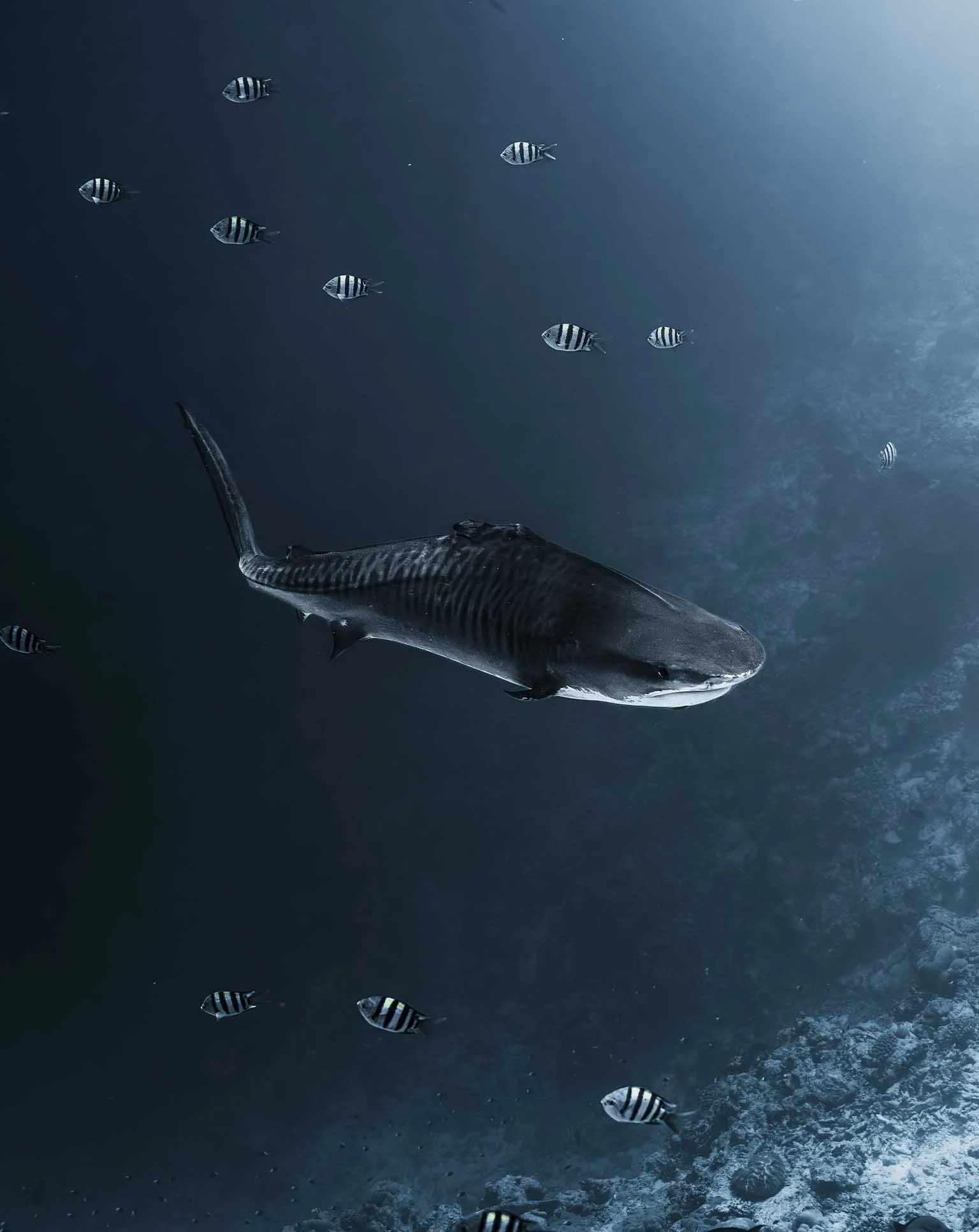 Fin