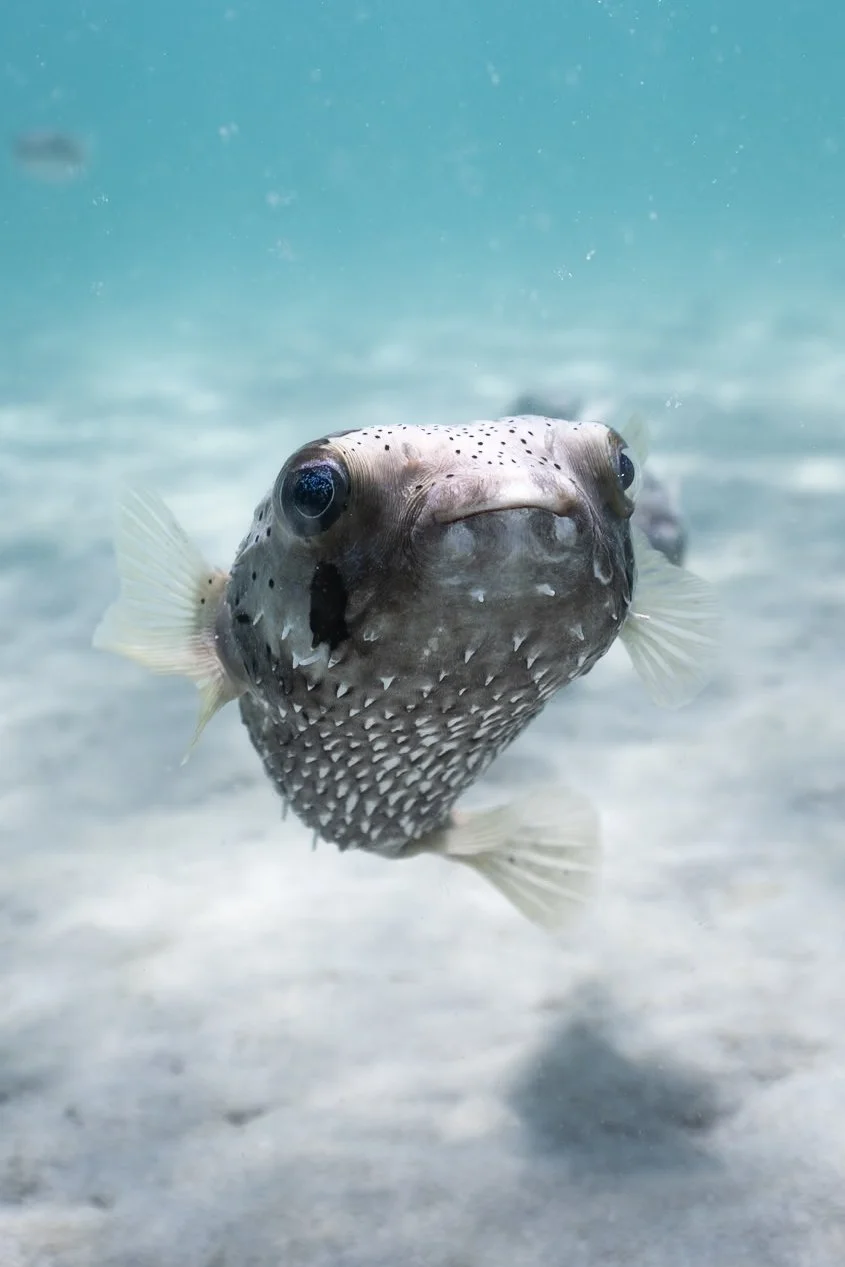 Close-up of a porcupine pufferfish swimming underwater in Ensenada de los Muertos