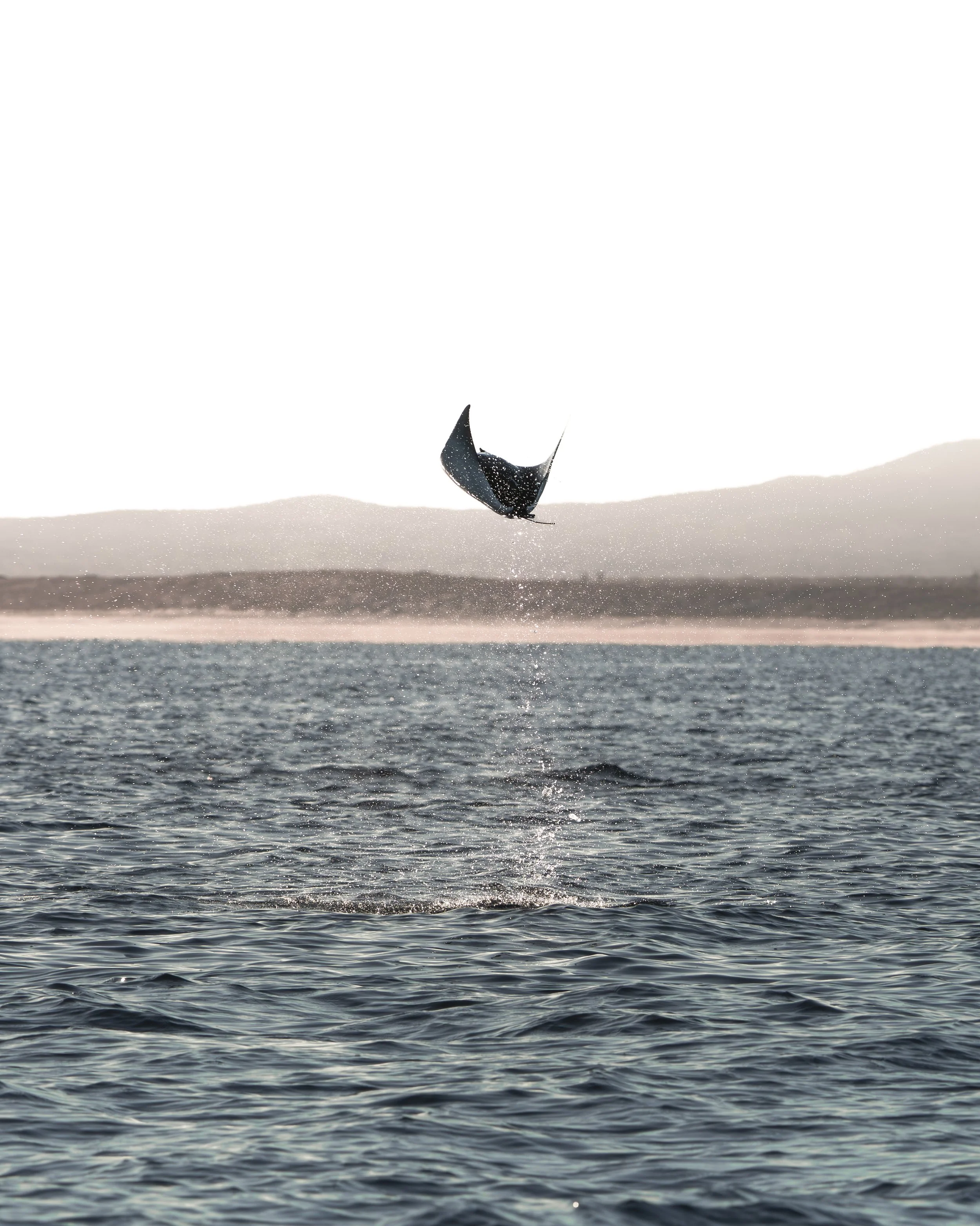 Spotted mobula munkiana leaping above the ocean surface, splashing into the water
