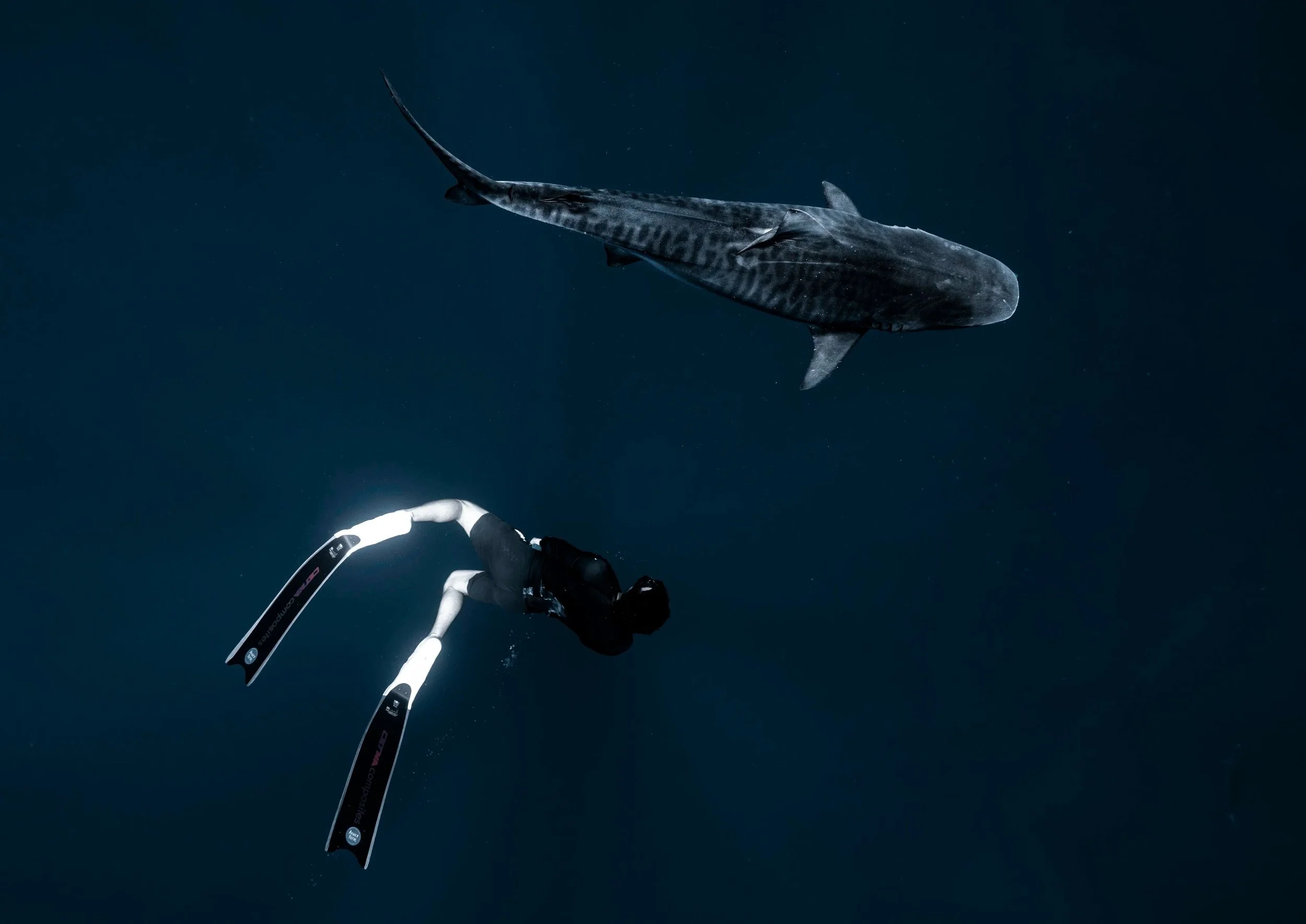 A scuba diver swimming in the ocean with a large shark nearby.