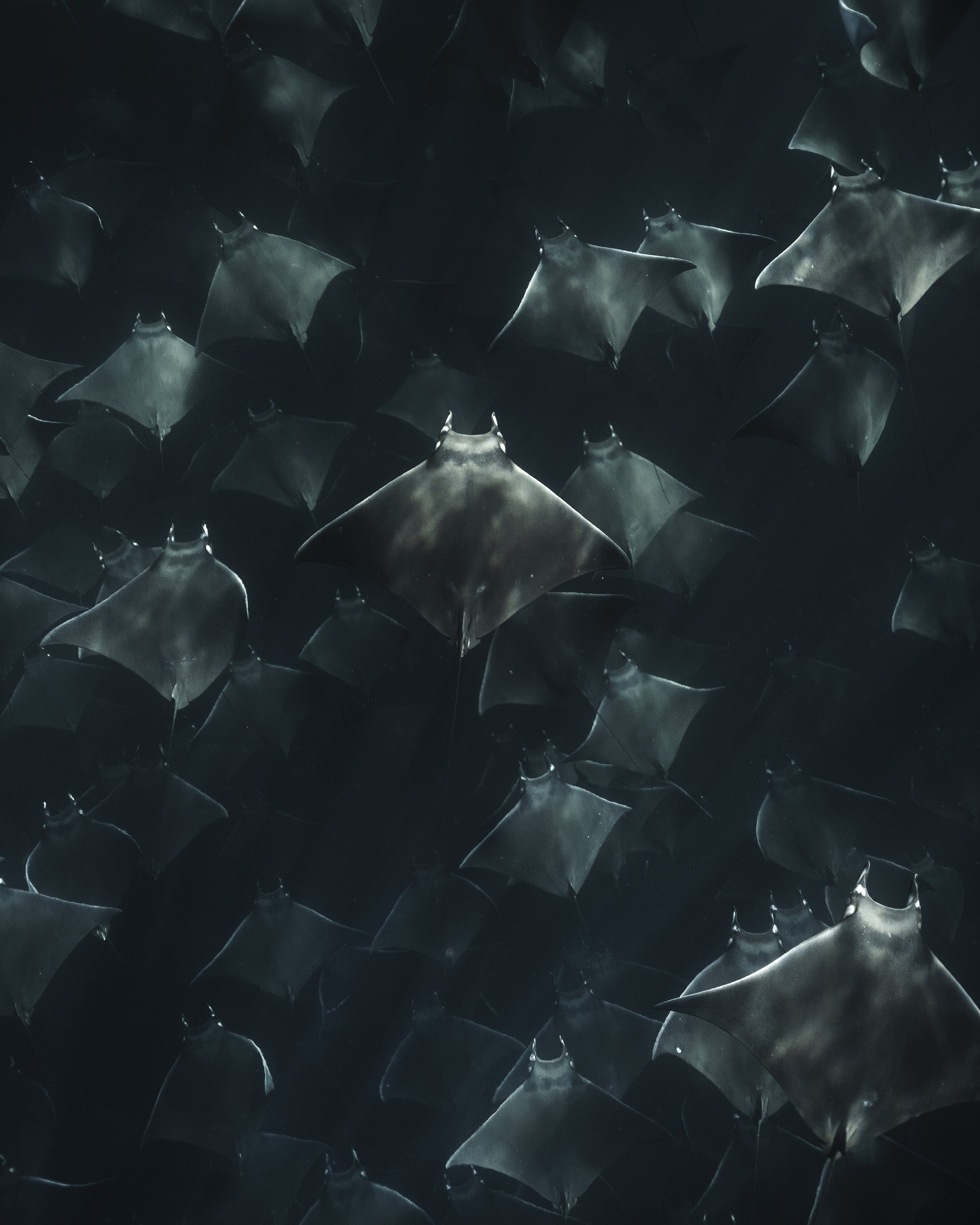 A large school of mobula rays swimming through dark ocean water