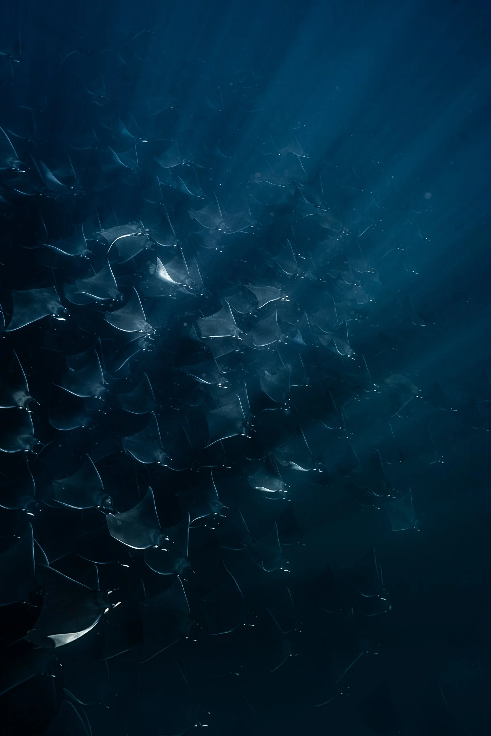 School of manta rays swimming through deep blue ocean water