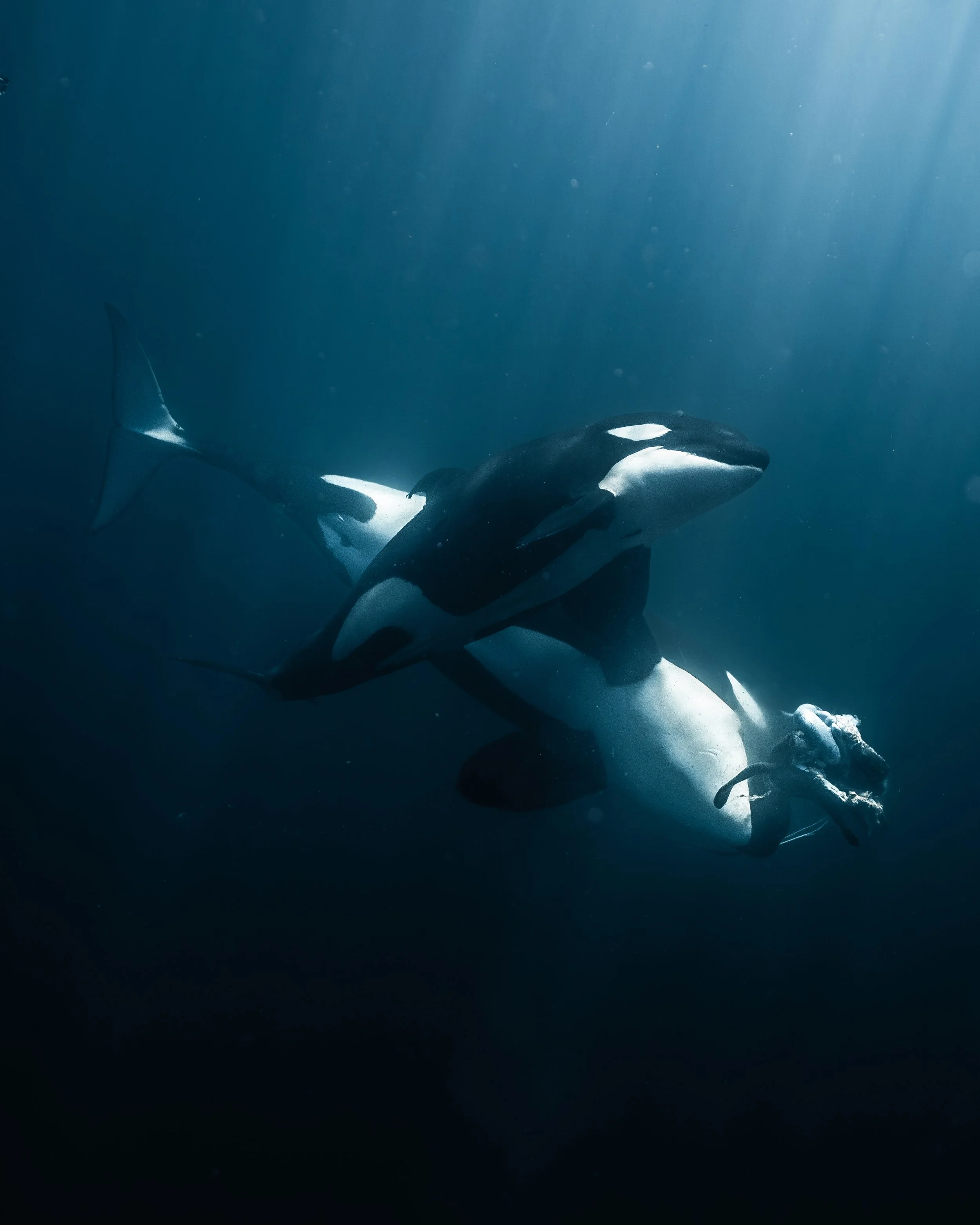 Orca and calf preying on a turtle in the sea of cortez