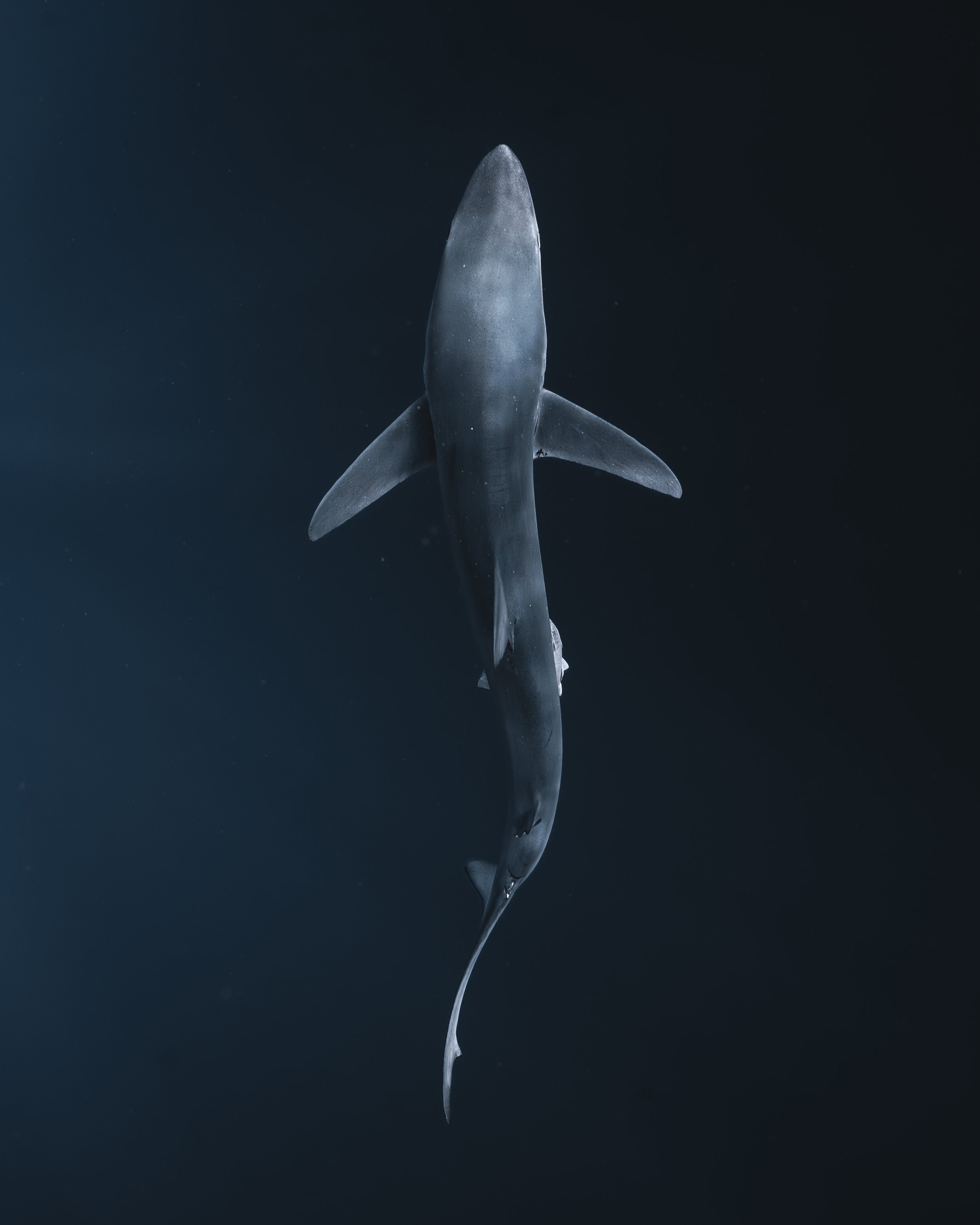 A shark swimming through dark blue ocean water, viewed from above