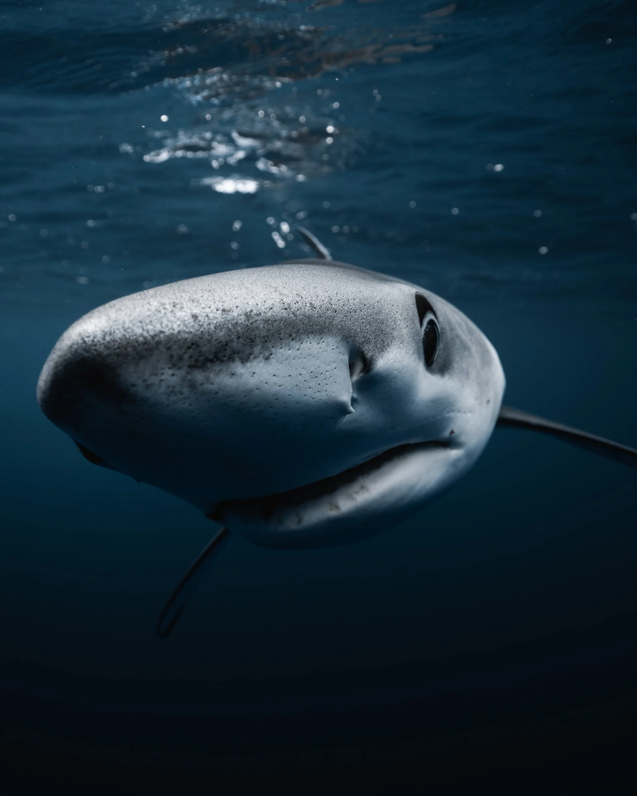 Close-up of a shark swimming underwater toward the camera