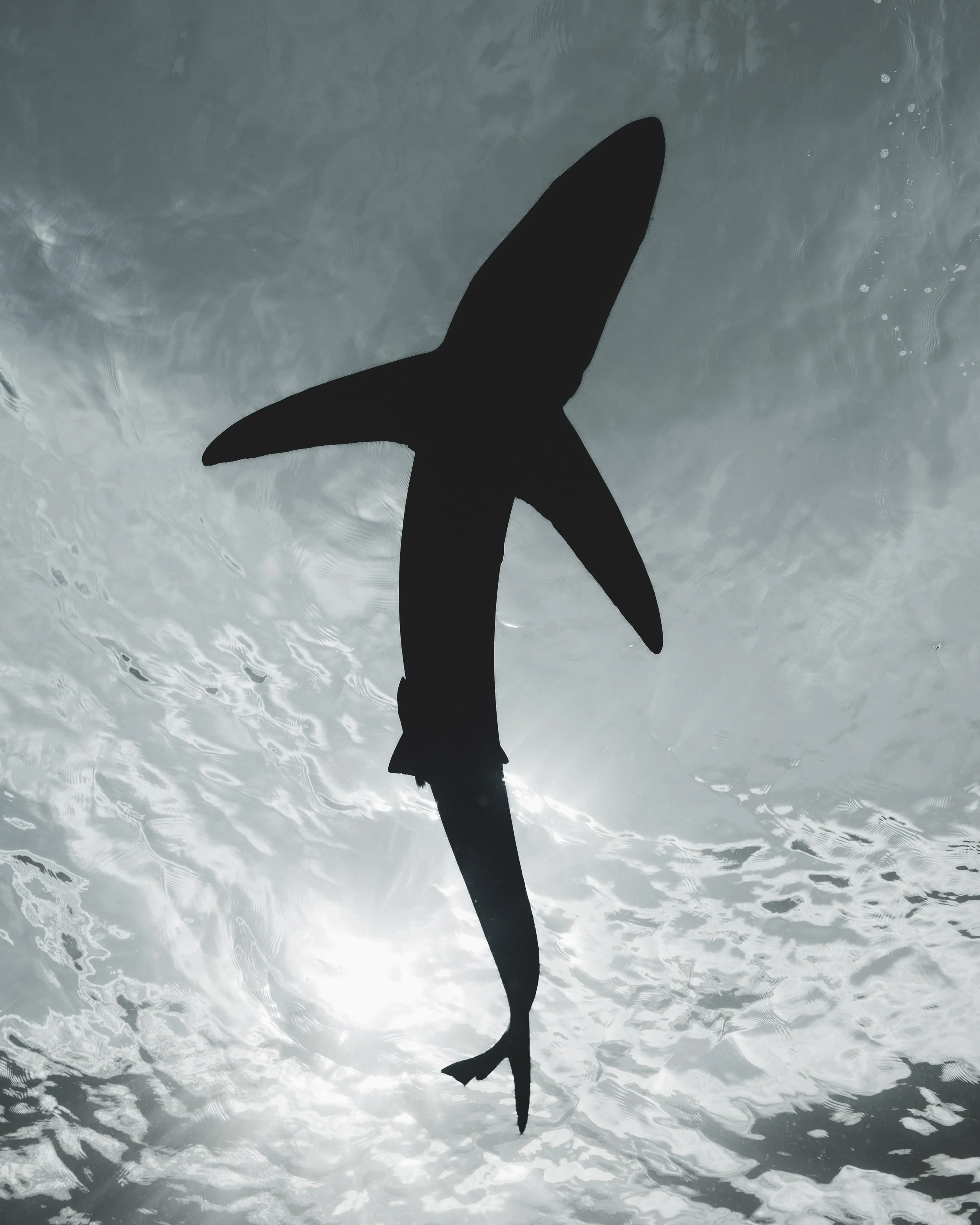 Top-down silhouette of a blue shark swimming in rippling blue-gray water in Cabo San Lucas