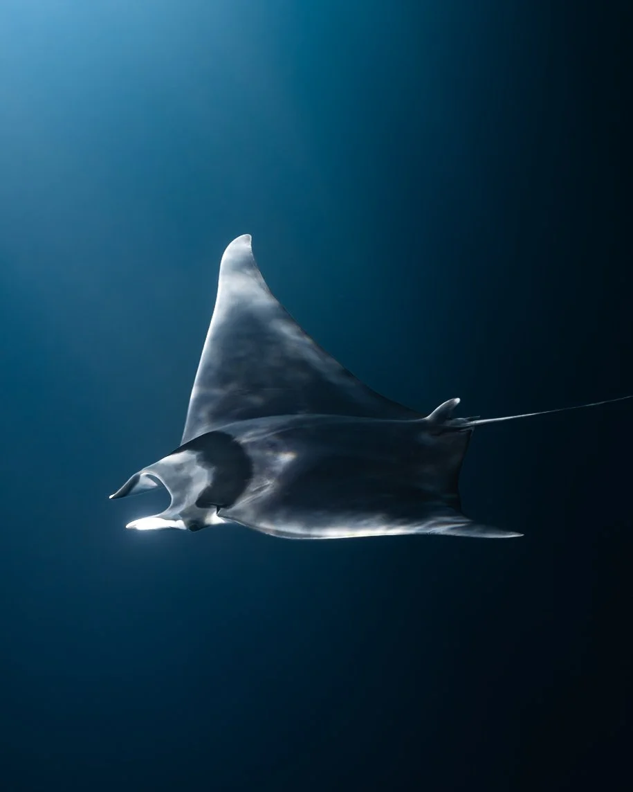 Mobula Mobular swimming through deep blue ocean water