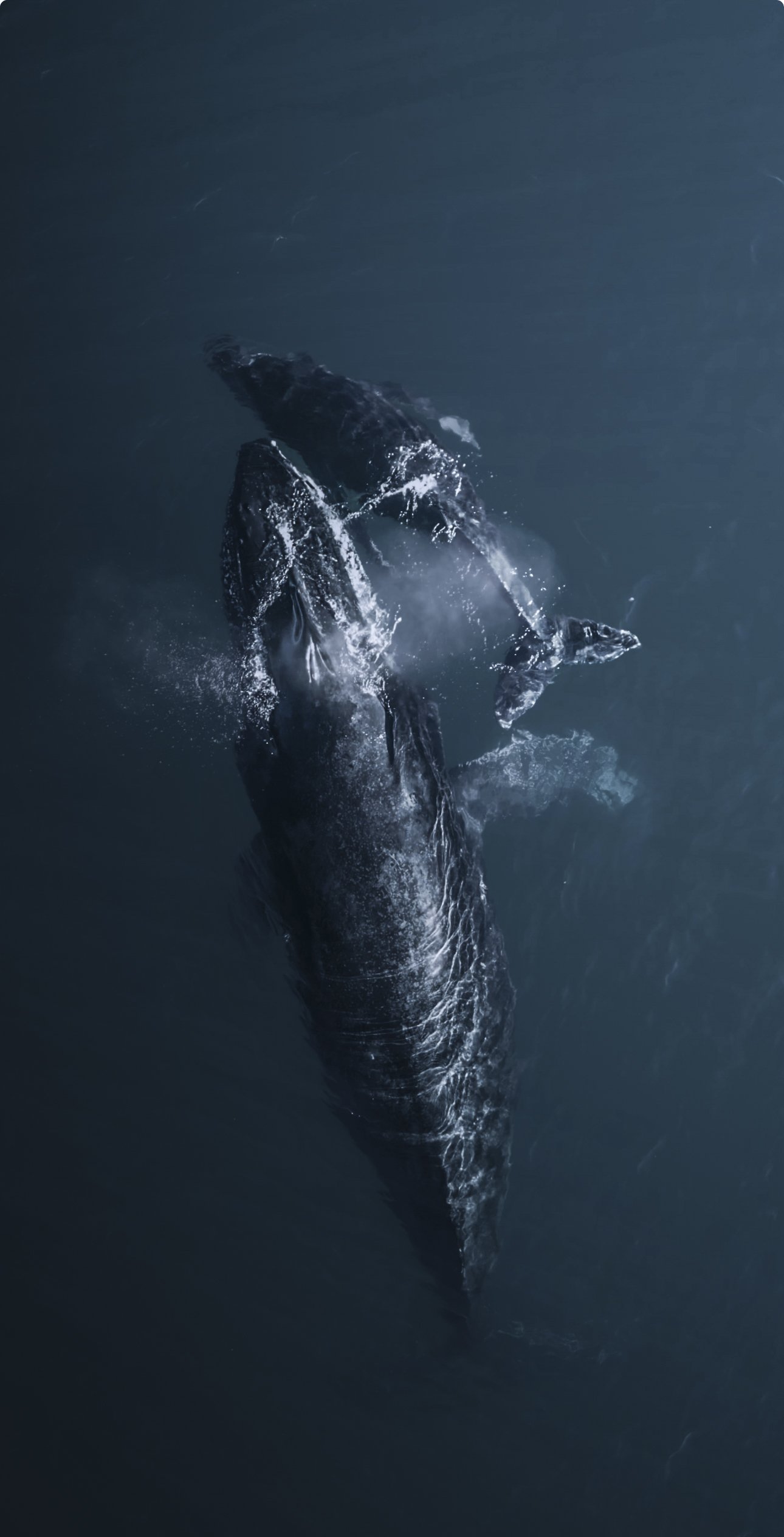 Two humpback whales surfacing side by side in dark blue ocean water