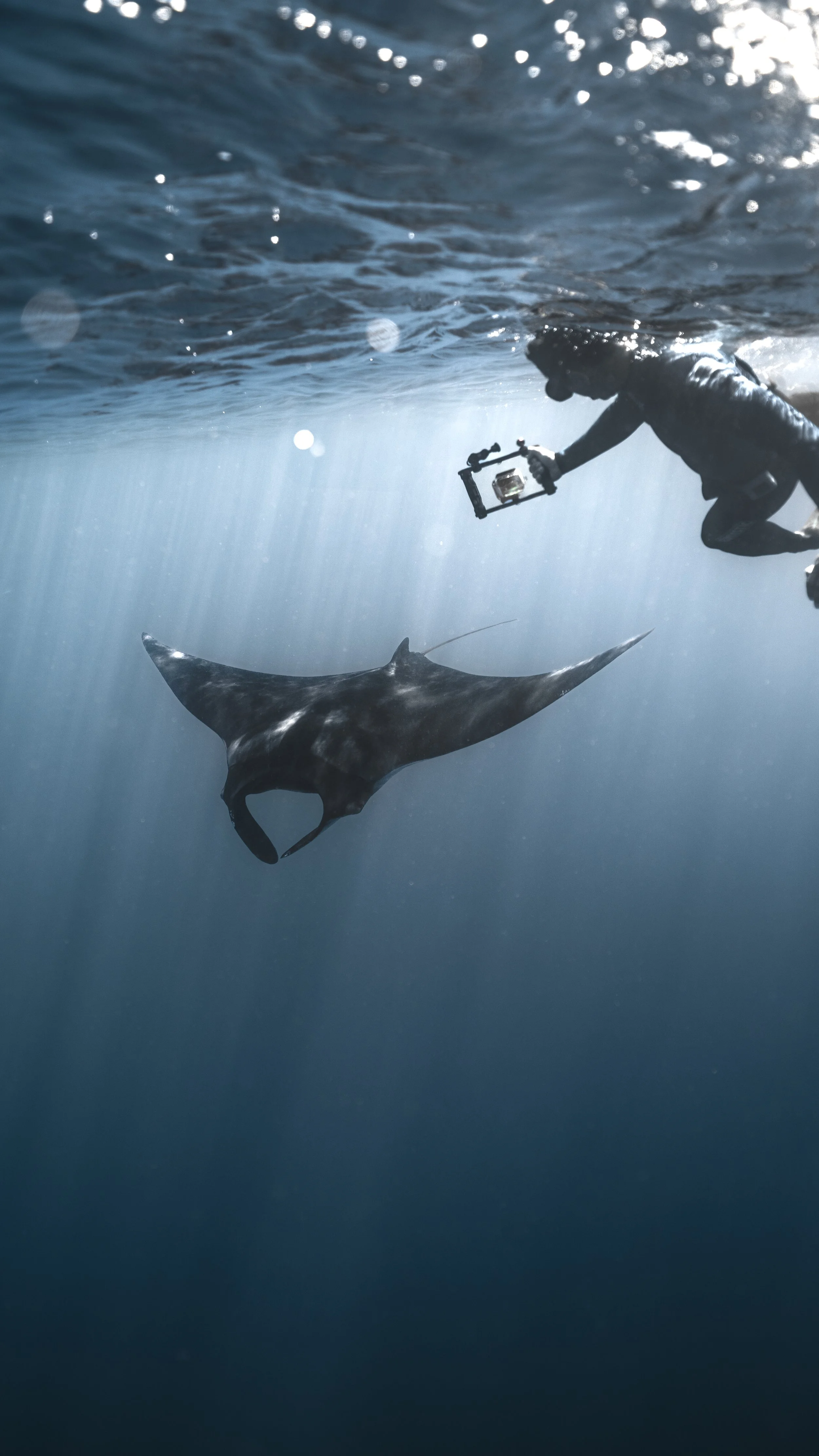 Freediver filming a manta ray underwater