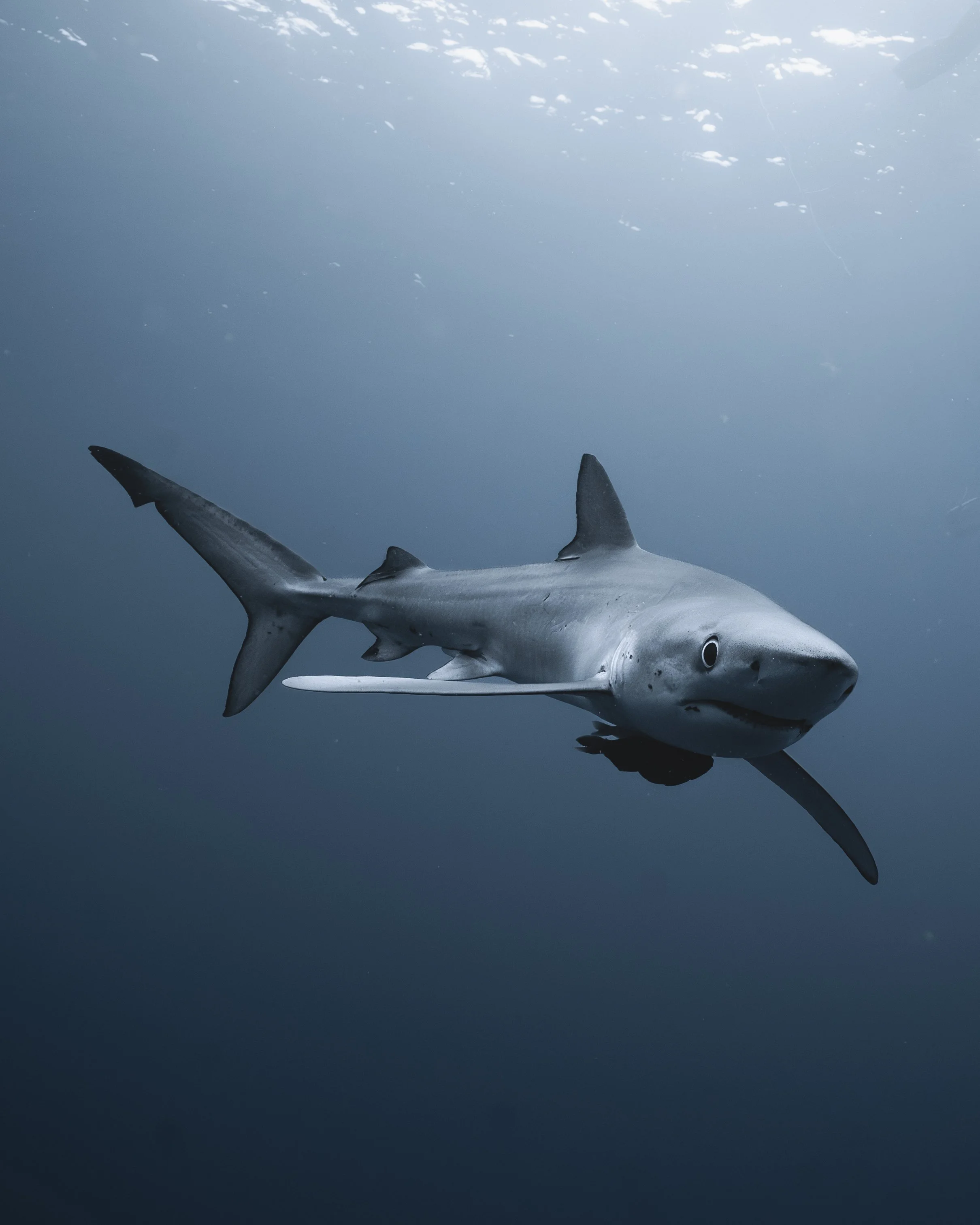 A blueshark swimming underwater toward the camera beneath the ocean surface.