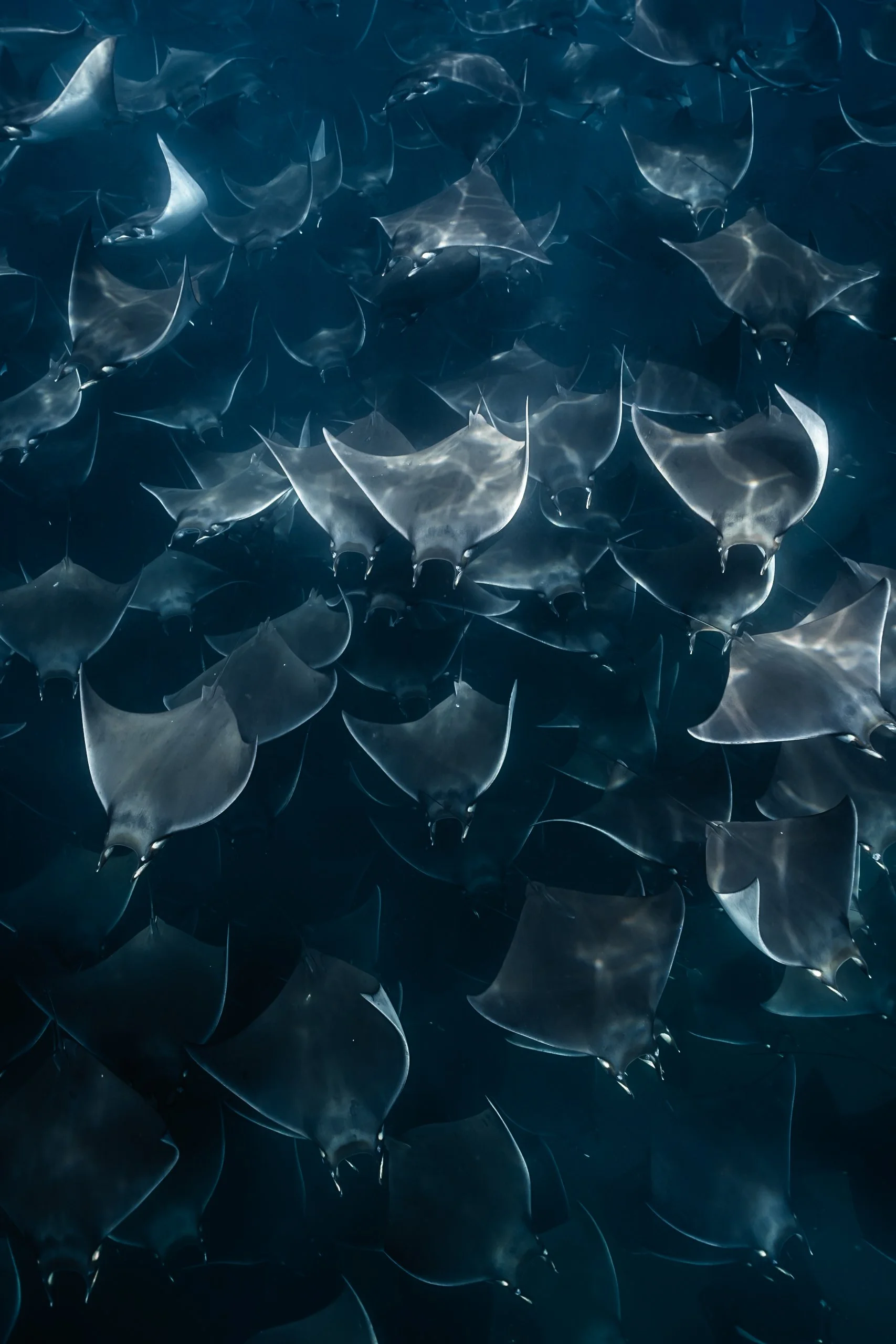 School of mobula rays swimming underwater in deep blue ocean water