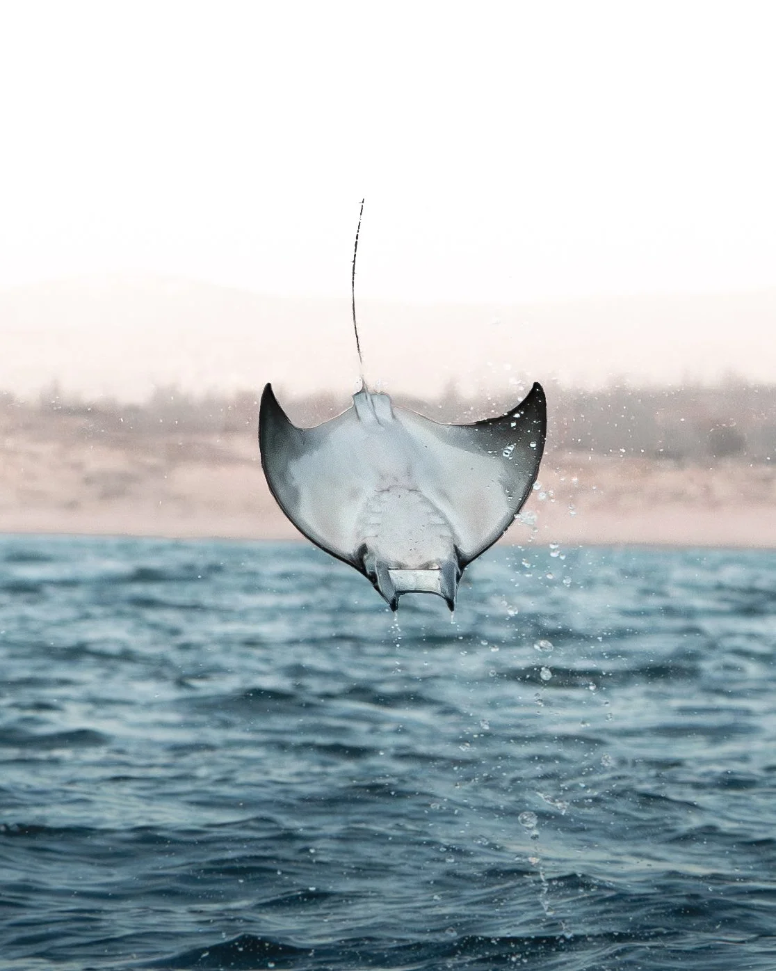 Mobula Munkiana leaping above the ocean with water droplets splashing beneath it