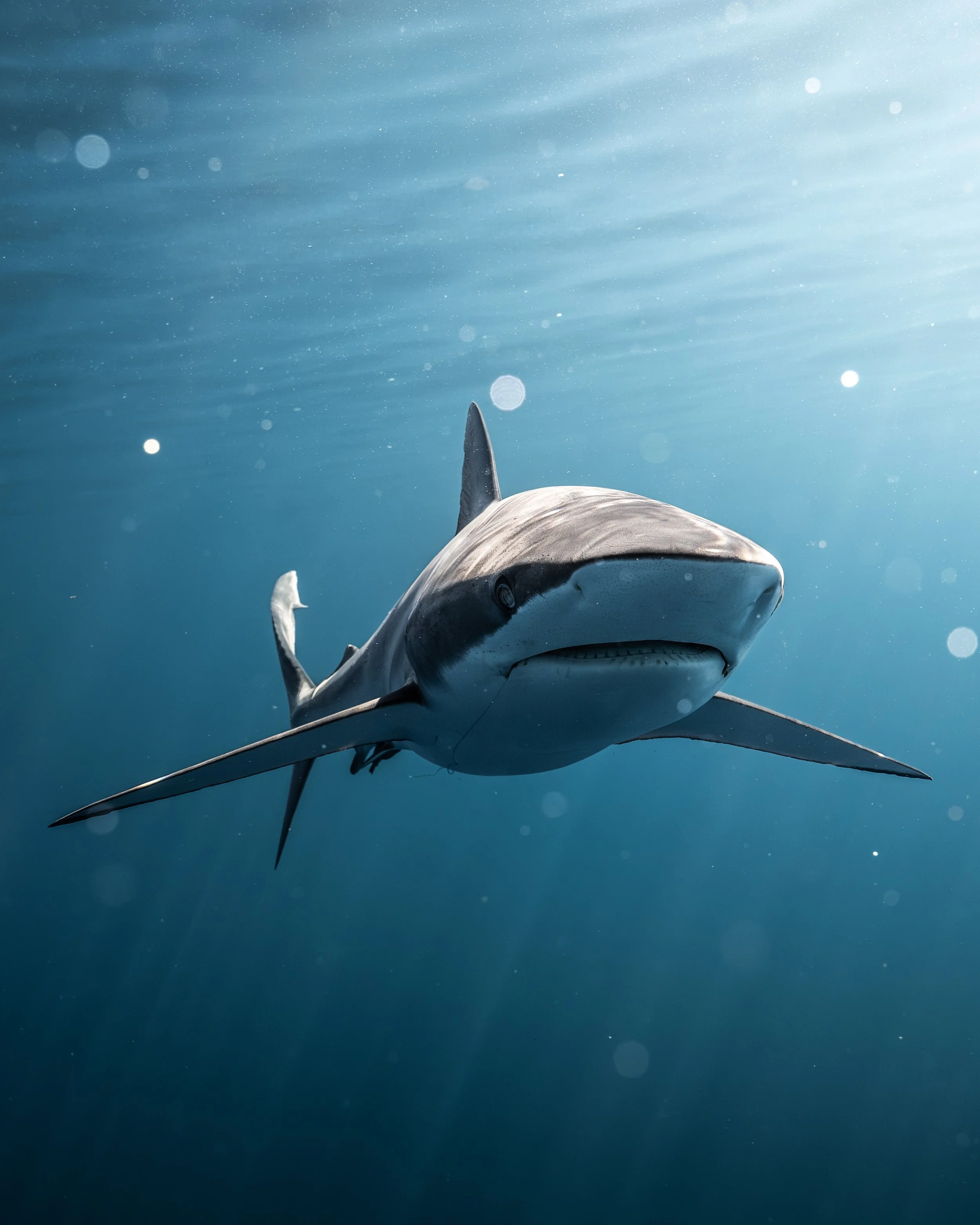 Silky shark swimming underwater toward the camera in blue ocean water