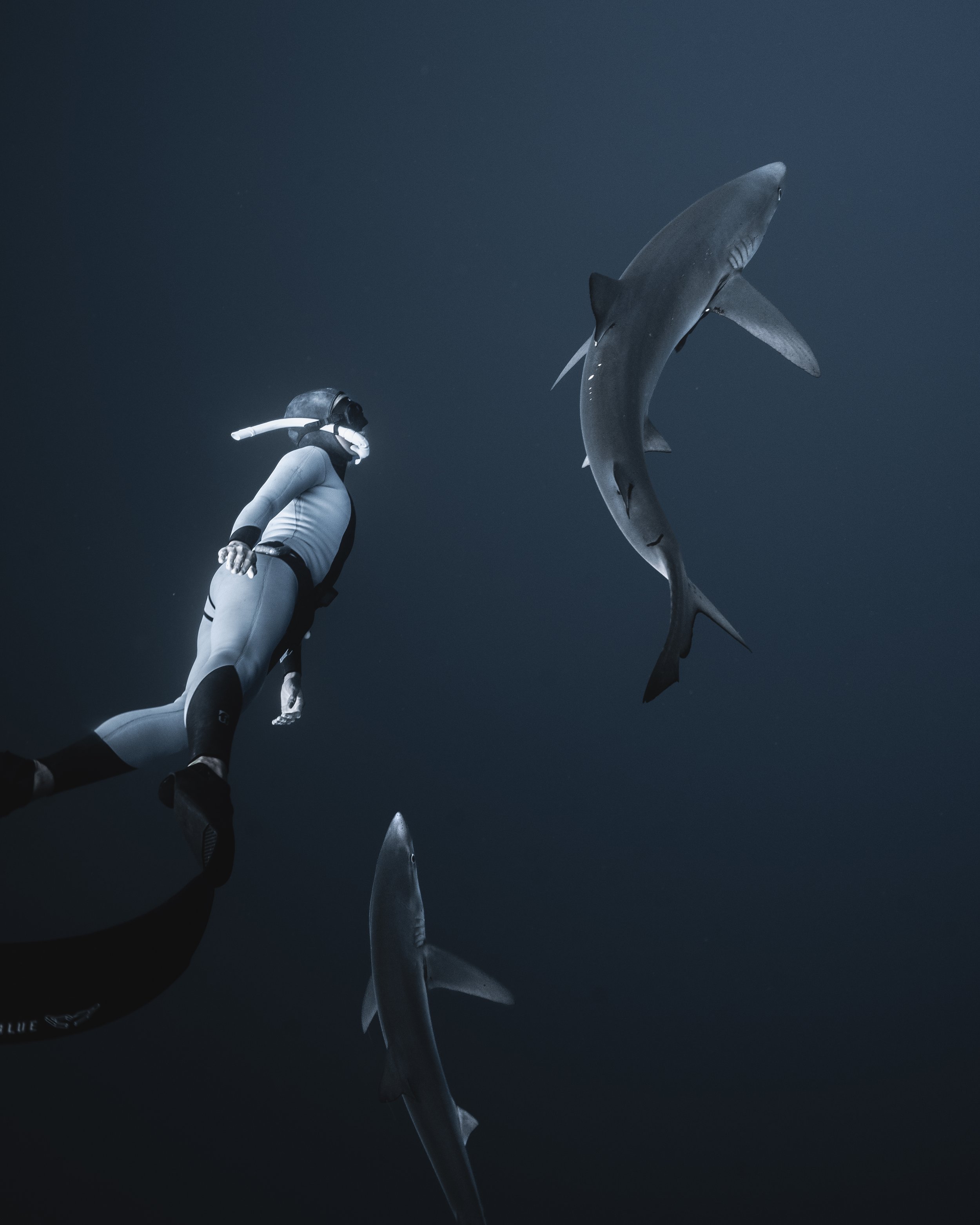 Freediver swimming underwater alongside several sharks