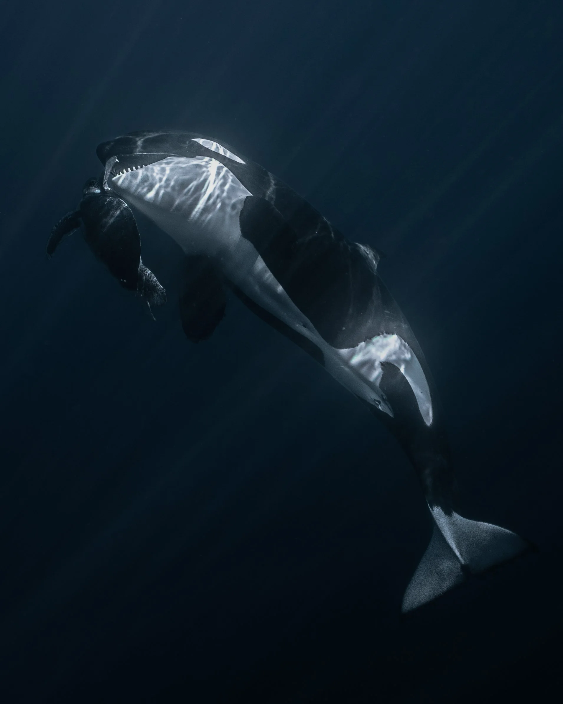 Orca hunting a sea turtle underwater, its open mouth showing sharp teeth