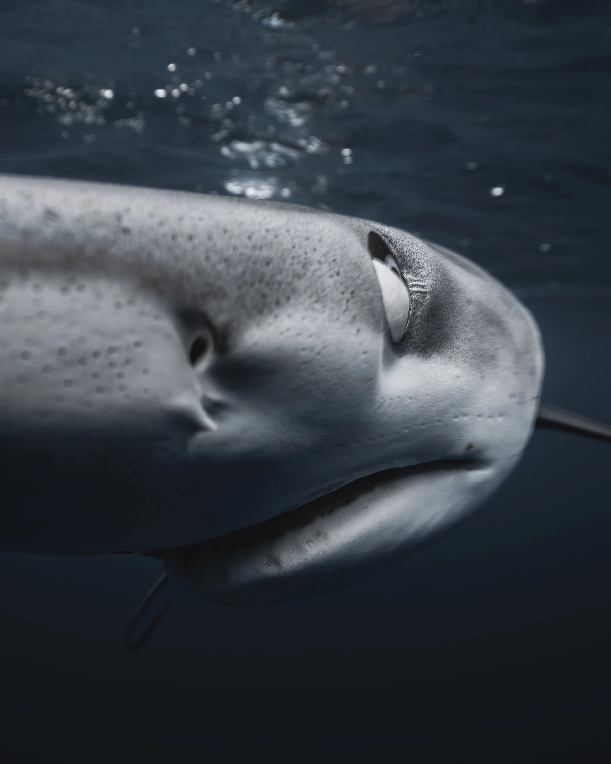 Close-up photo of a blue shark swimming underwater, showing its spotted snout, eye, gills, and sharp teeth.