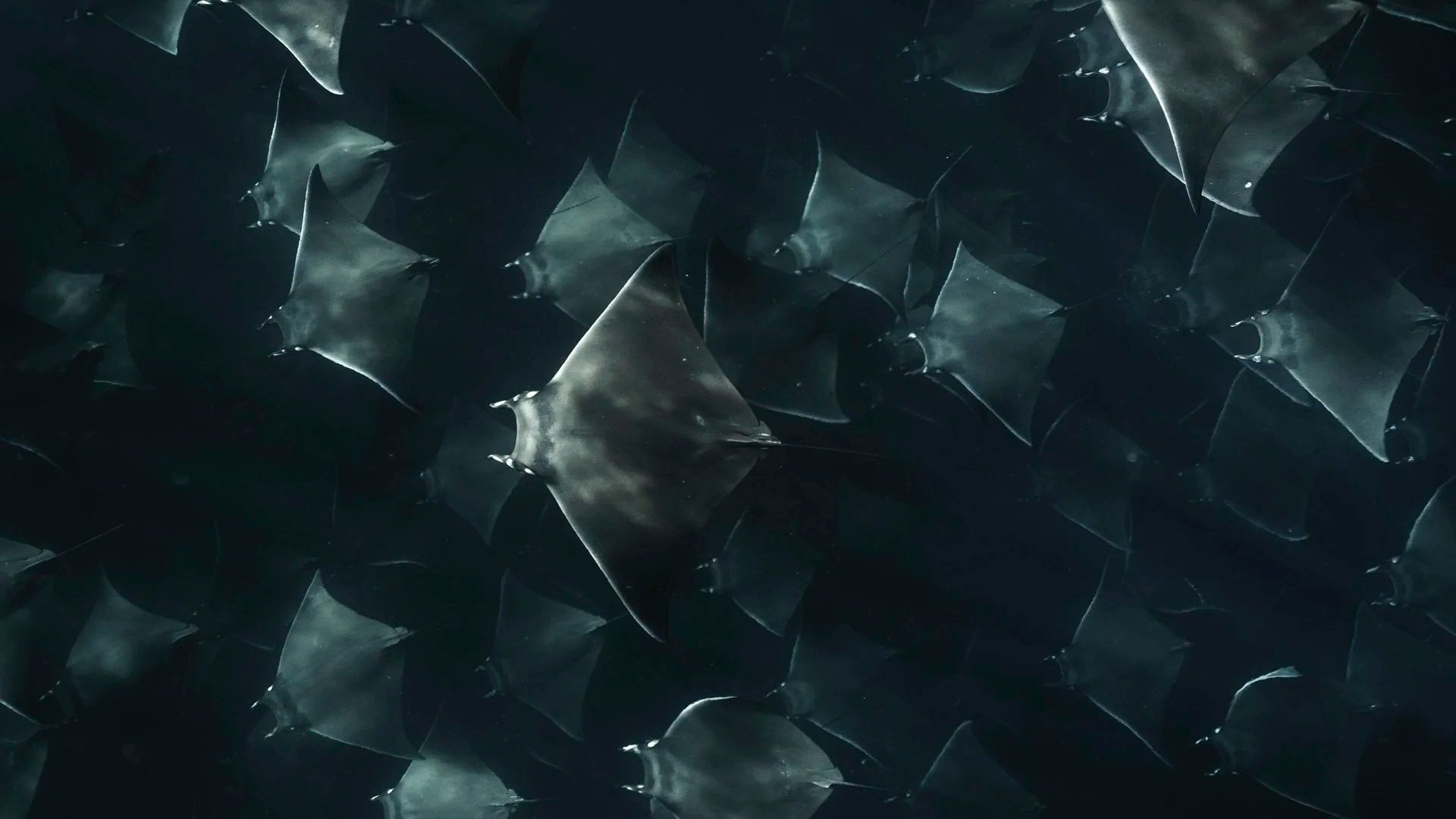 A dark, dense group of flying bats in mid-air.