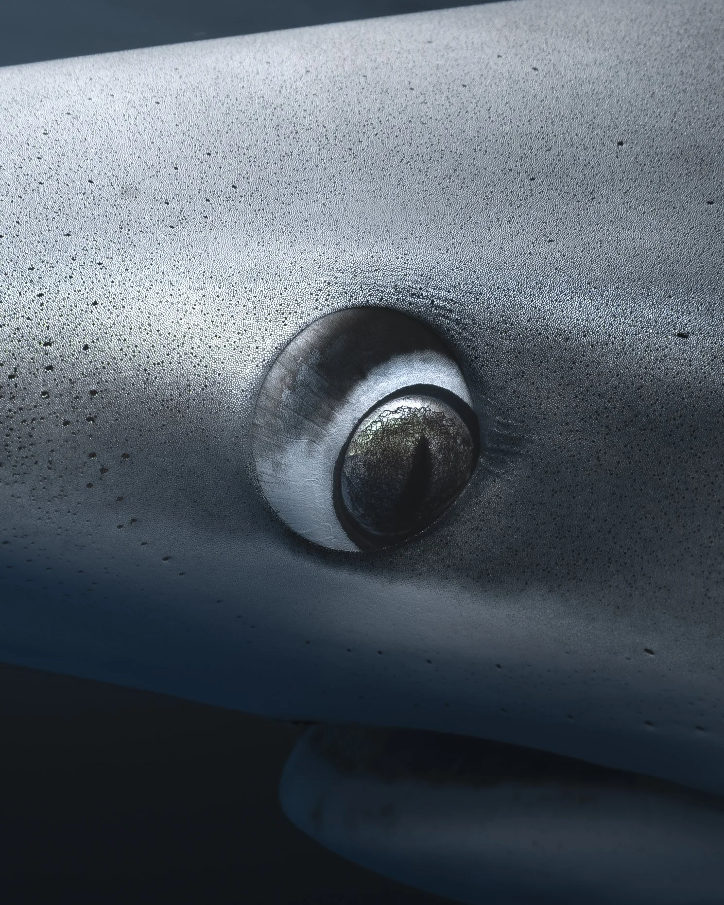 Photograph of the eye of a blue shark
