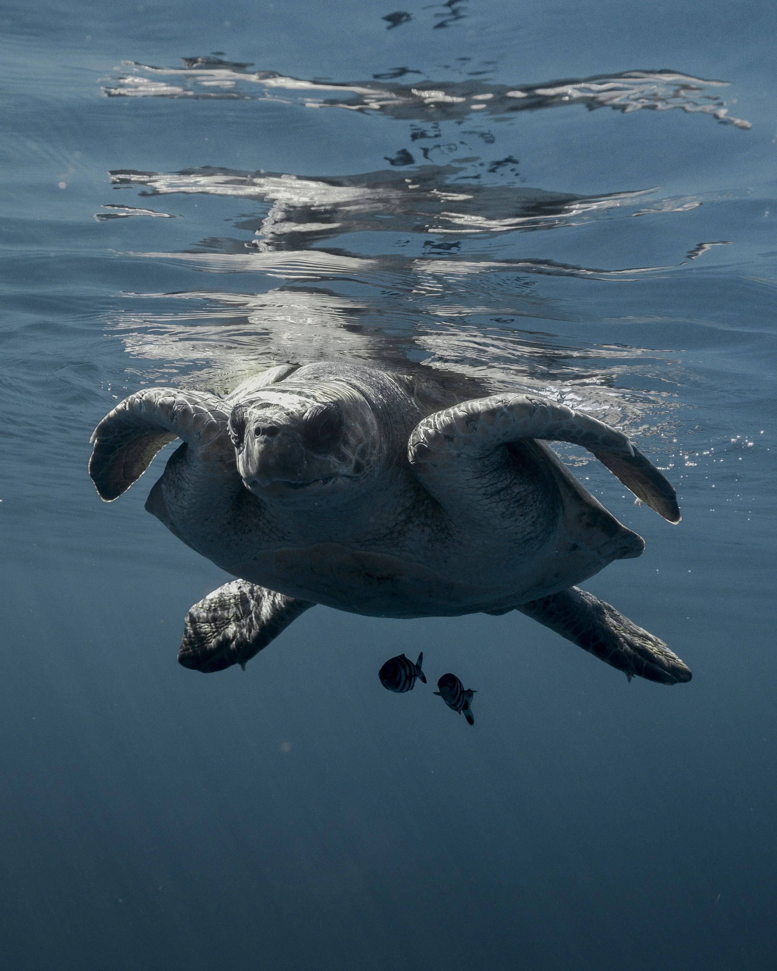 Sea turtle swimming underwater toward the camera with small striped fish nearby