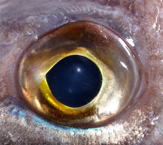 Fisheye Kaj ter Borgh.jpg